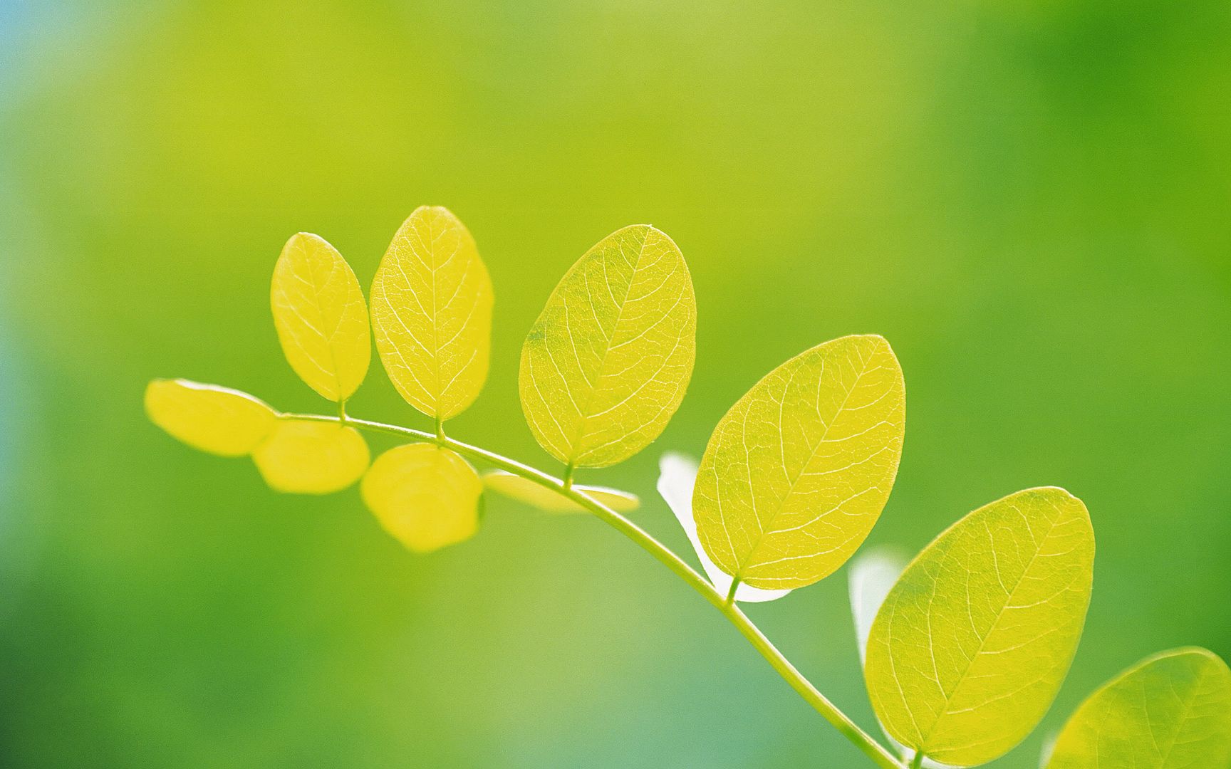 wallpapers-leaves-001.jpg