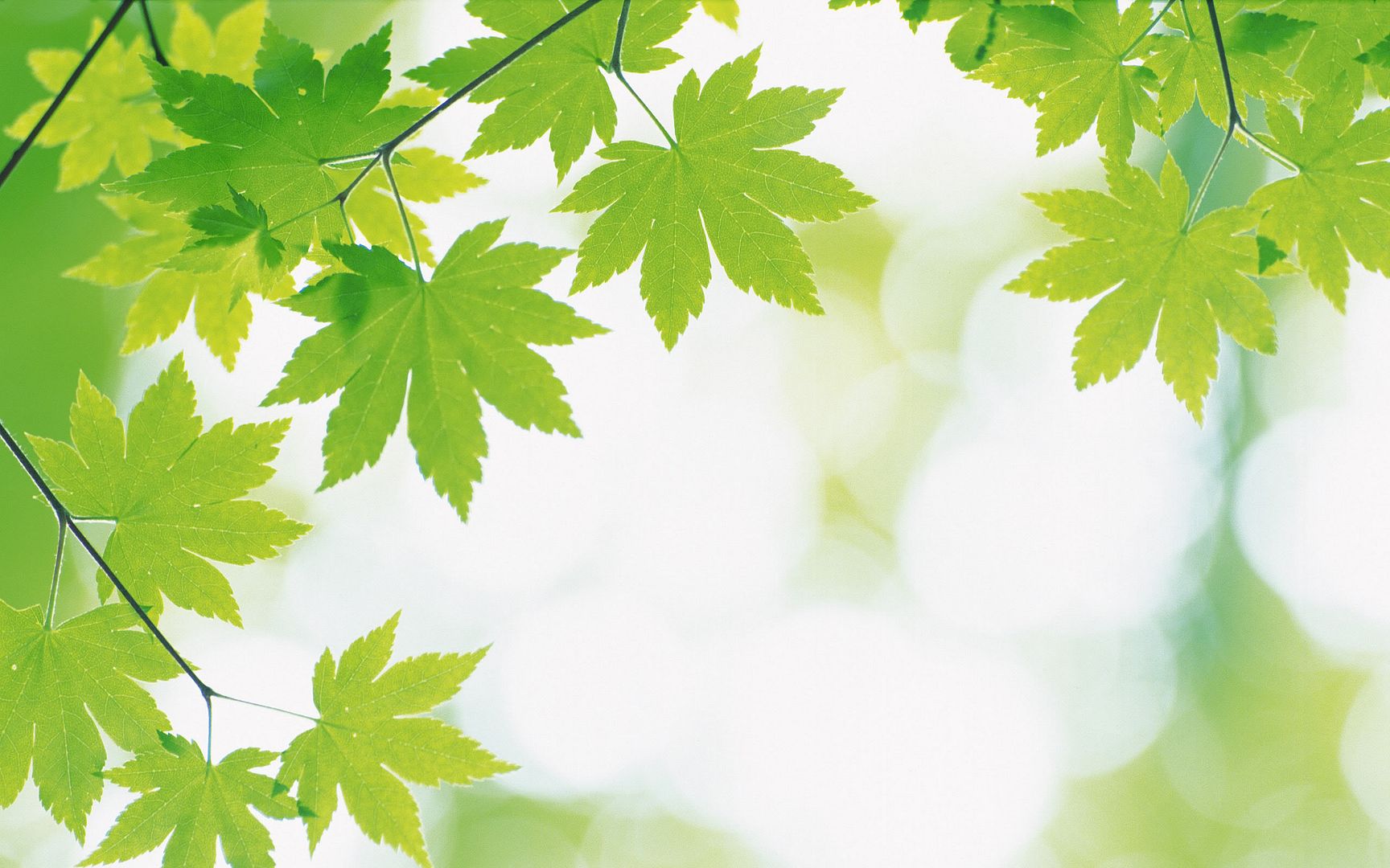 wallpapers-leaves-002.jpg