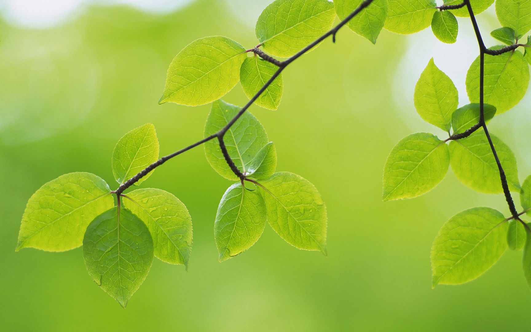 wallpapers-leaves-003.jpg