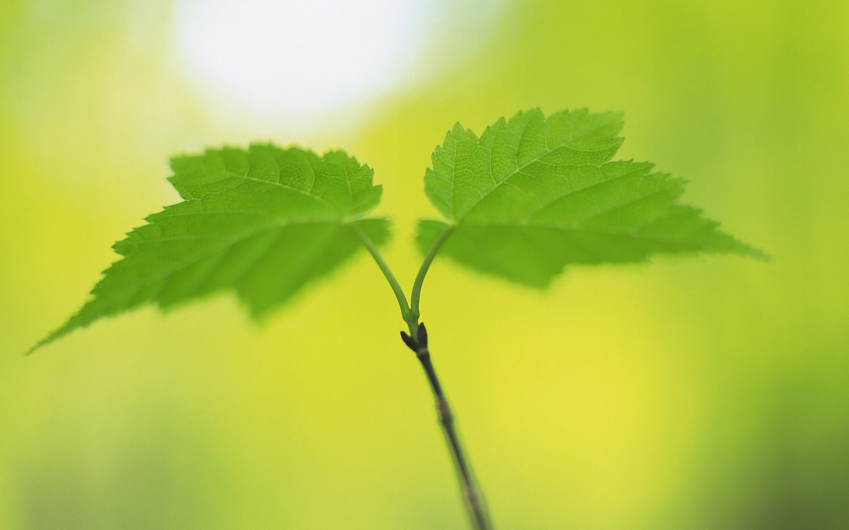 wallpapers-leaves-004.jpg