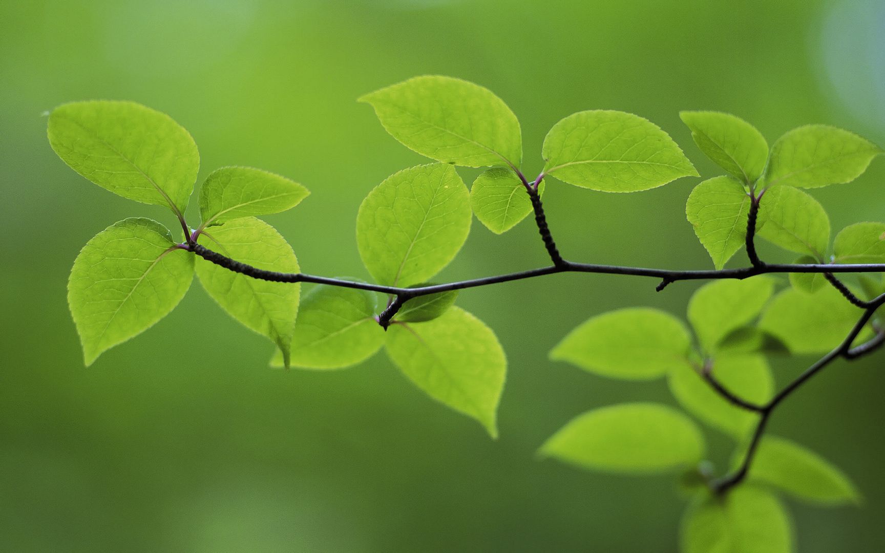 wallpapers-leaves-005.jpg