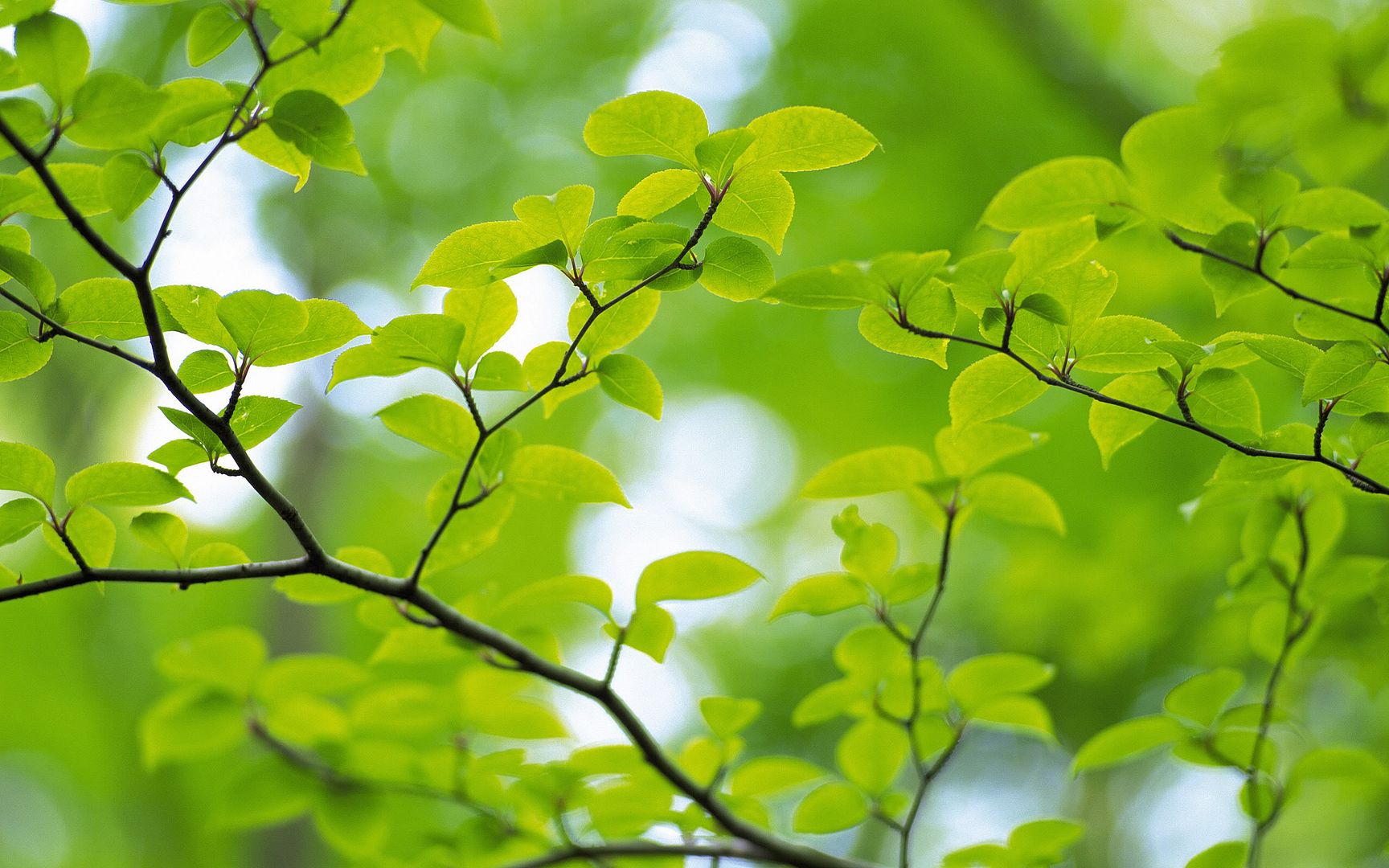 wallpapers-leaves-006.jpg