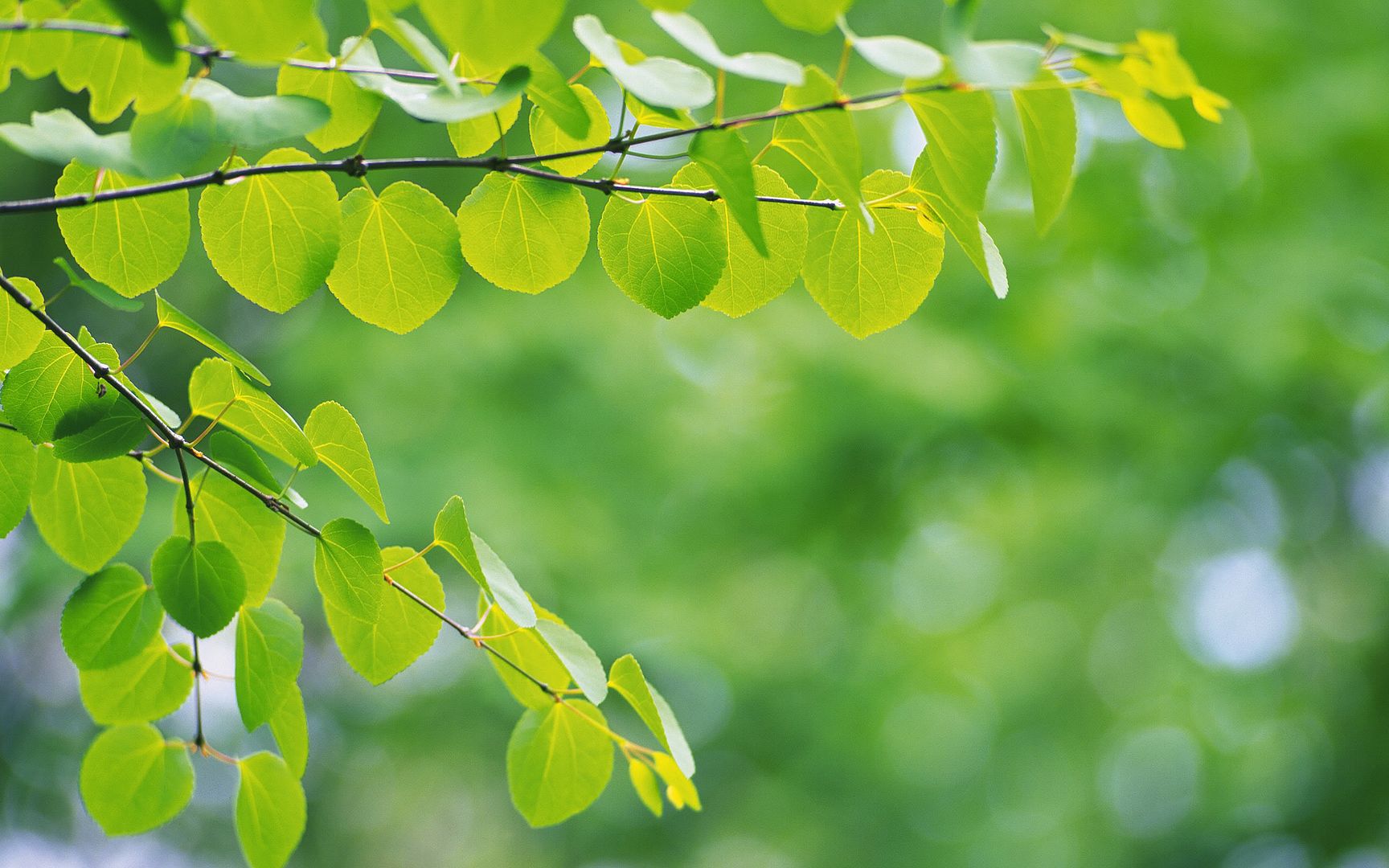 wallpapers-leaves-007.jpg