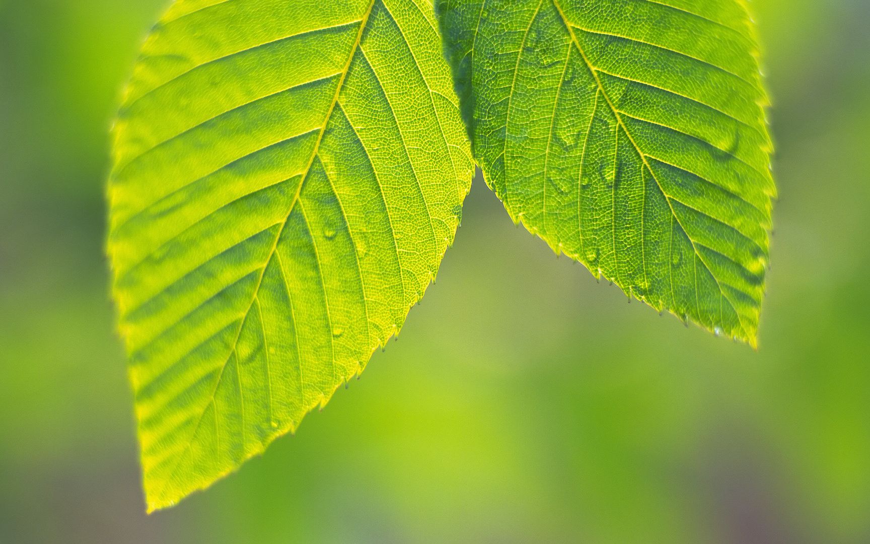 wallpapers-leaves-008.jpg