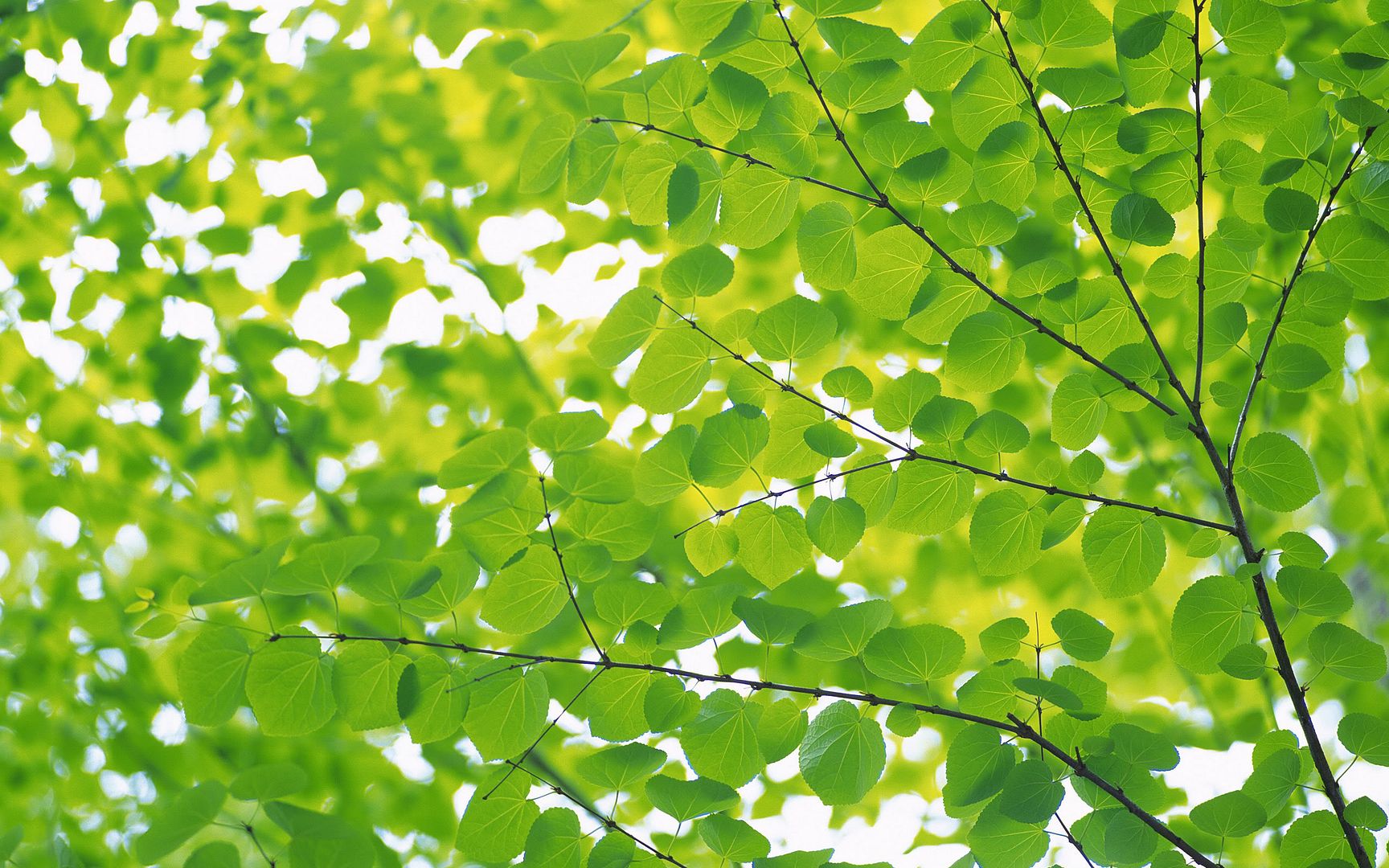 wallpapers-leaves-009.jpg