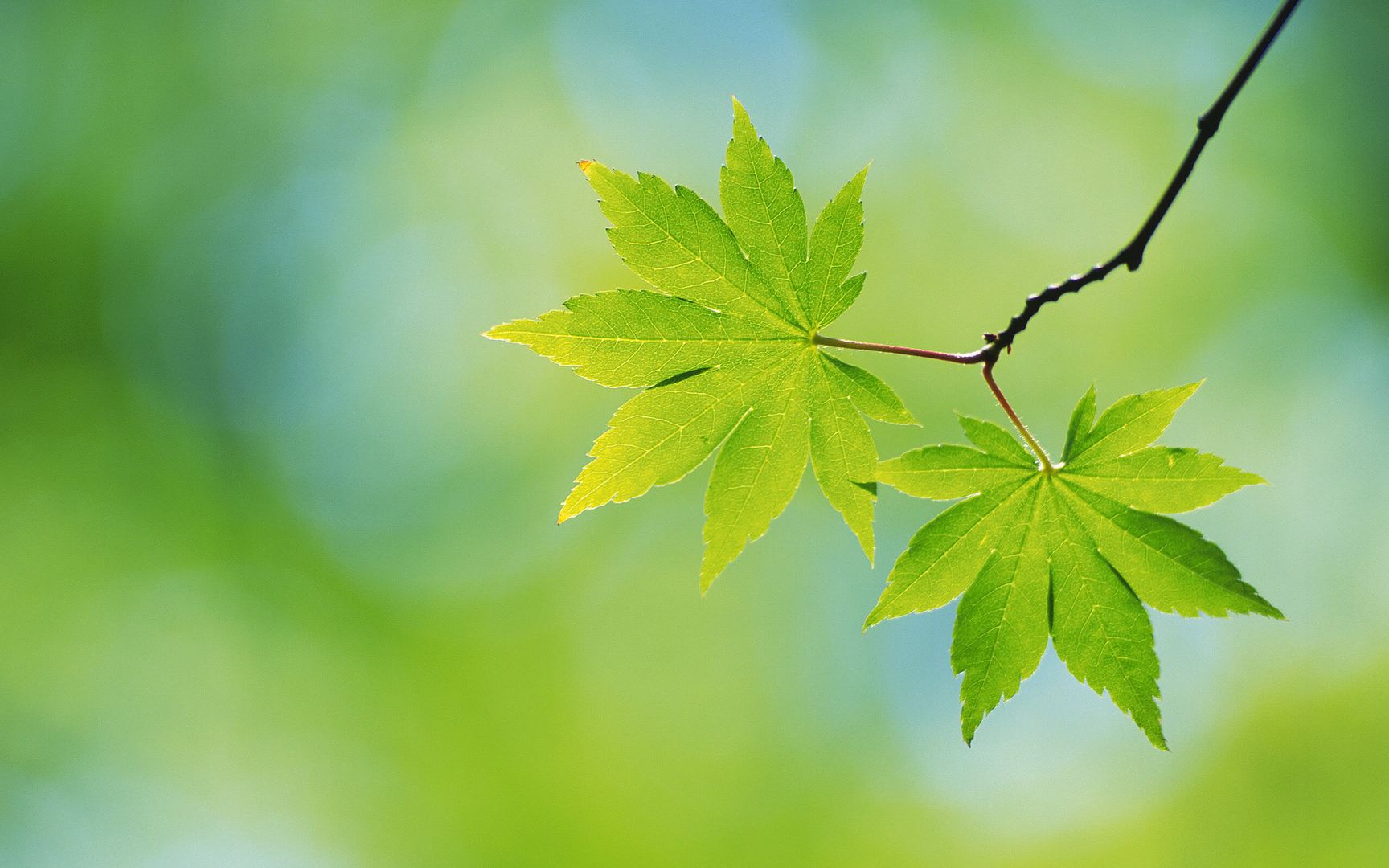 wallpapers-leaves-010.jpg