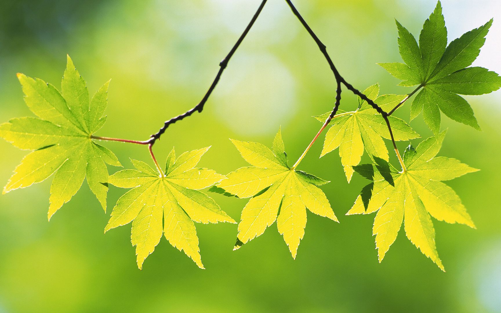 wallpapers-leaves-011.jpg