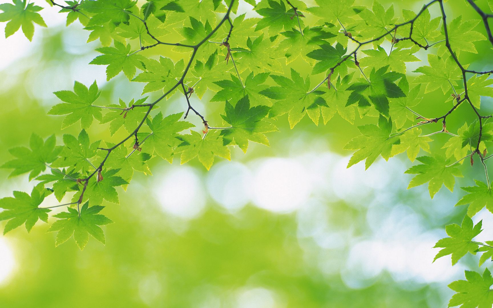 wallpapers-leaves-012.jpg