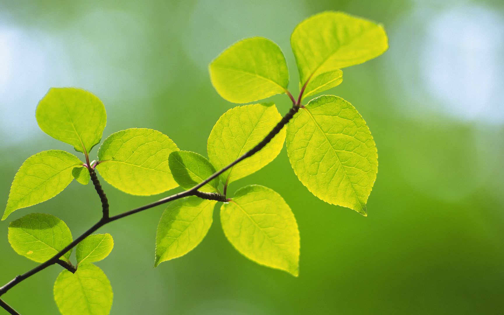 wallpapers-leaves-013.jpg