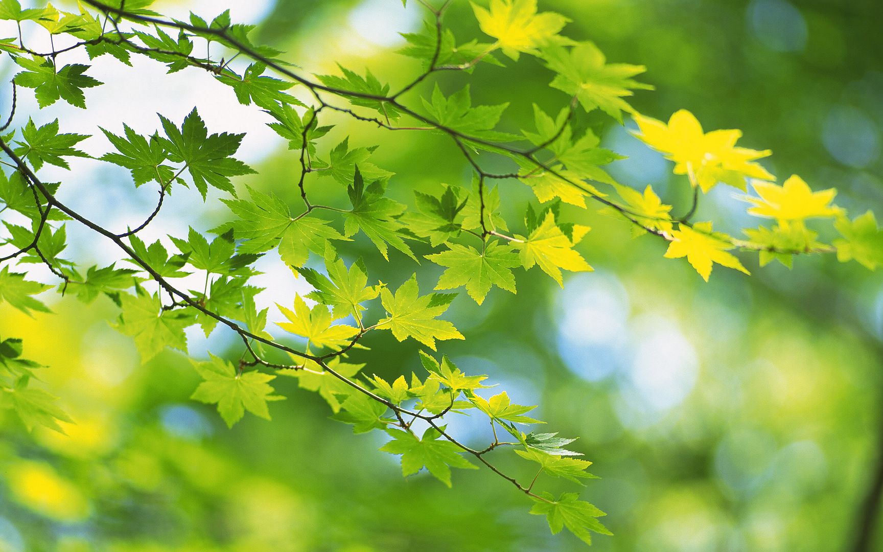 wallpapers-leaves-014.jpg