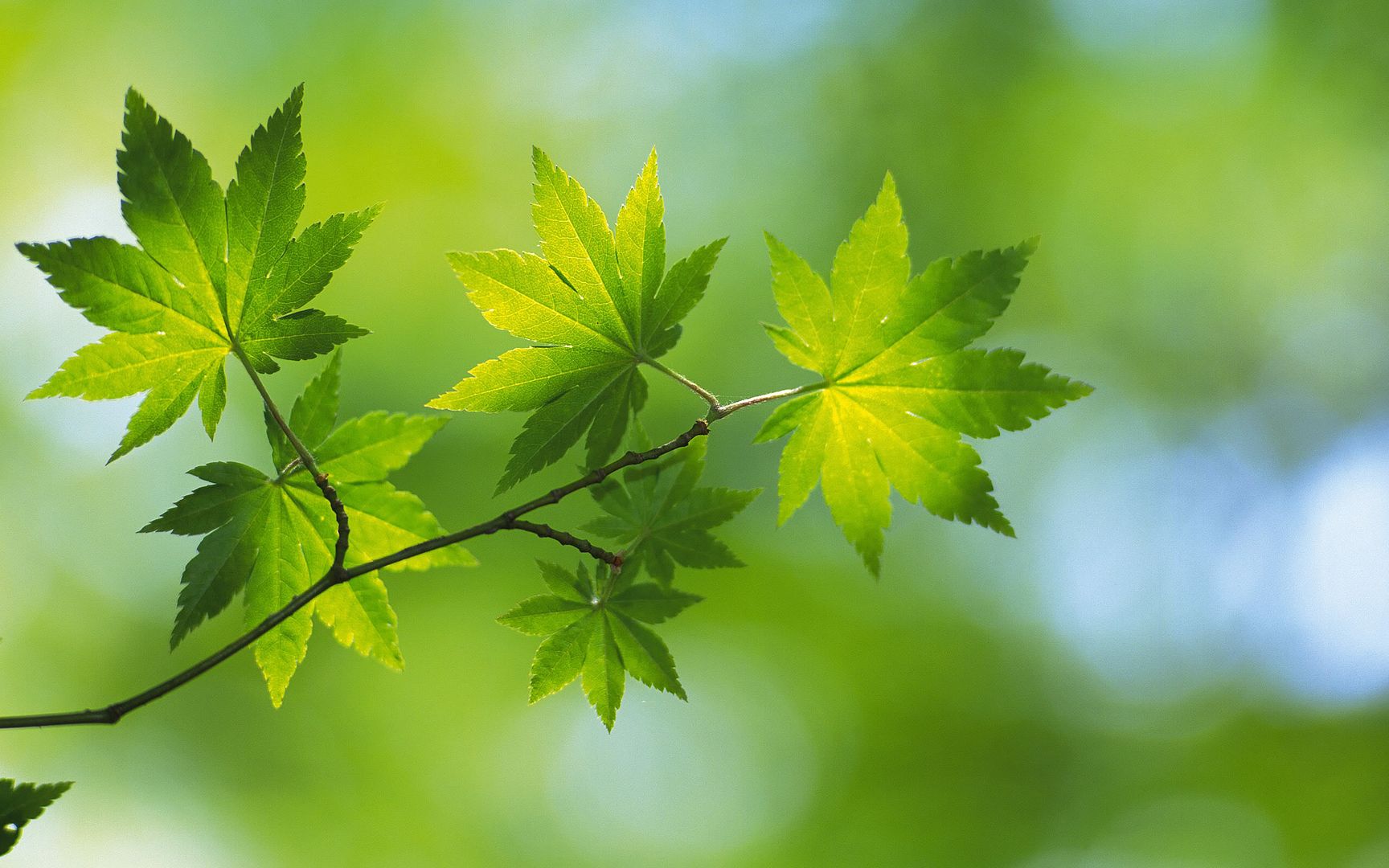 wallpapers-leaves-015.jpg