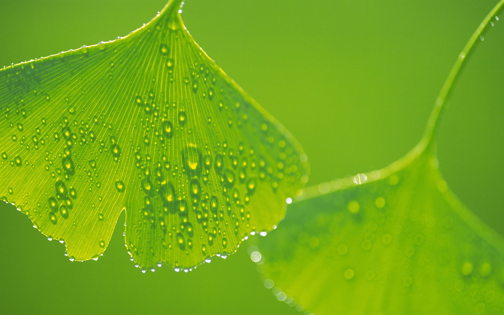 wallpapers-leaves-016.jpg