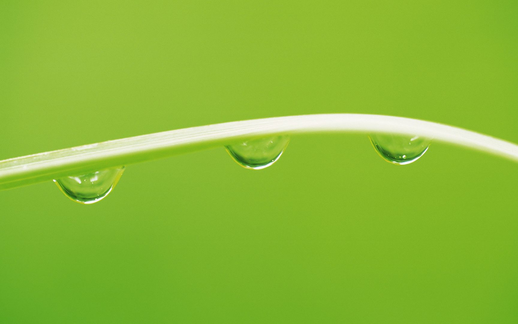 wallpapers-leaves-017.jpg