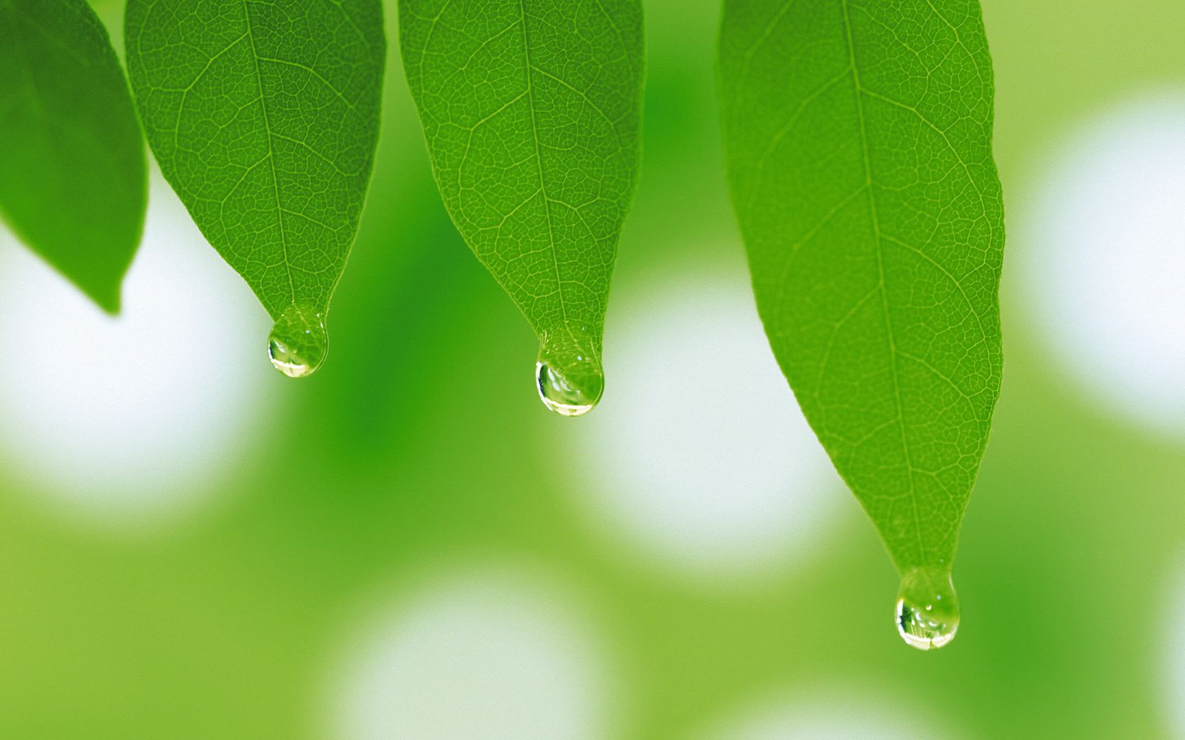 wallpapers-leaves-018.jpg