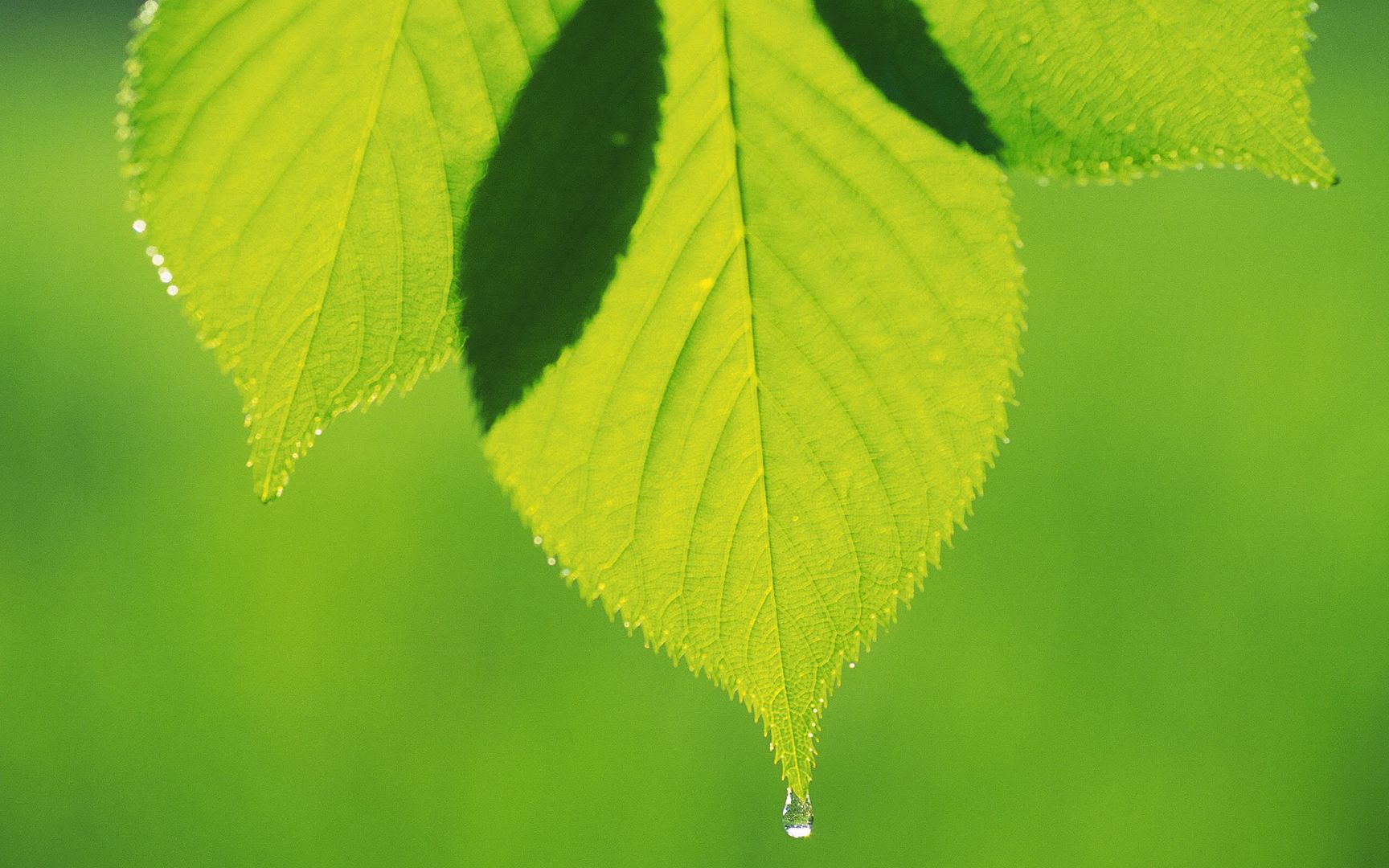 wallpapers-leaves-019.jpg