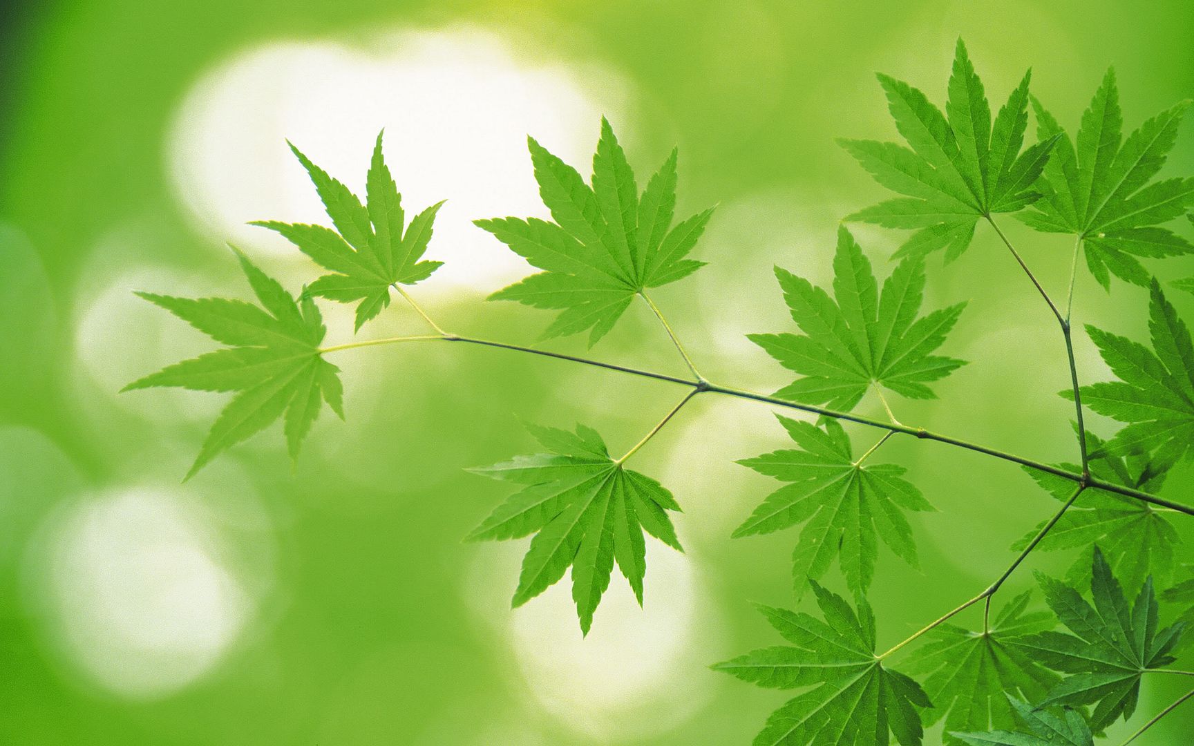 wallpapers-leaves-020.jpg