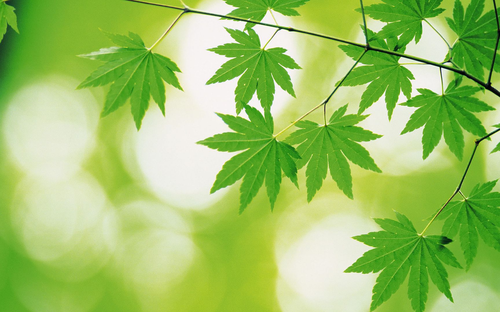wallpapers-leaves-021.jpg
