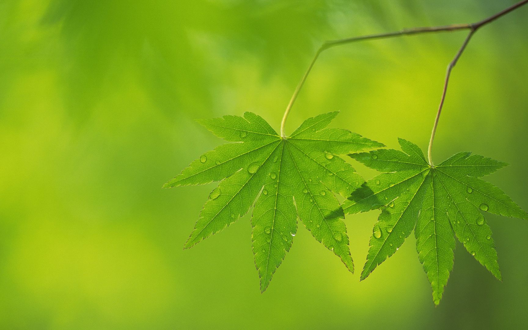 wallpapers-leaves-022.jpg