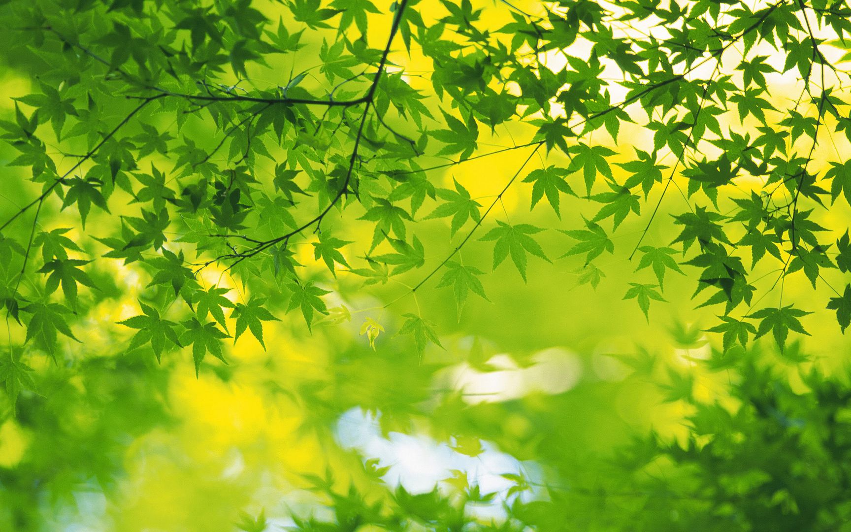 wallpapers-leaves-023.jpg