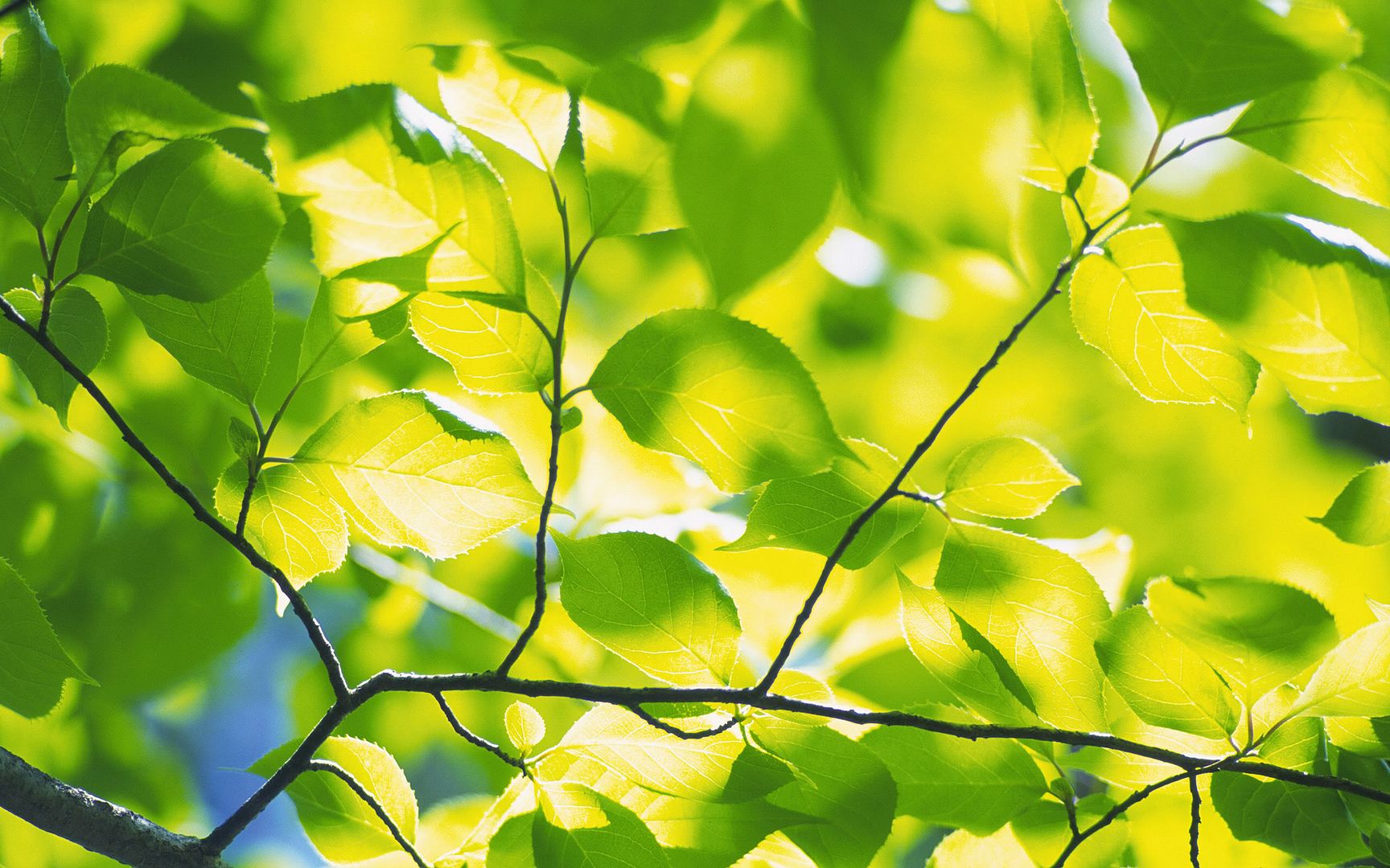 wallpapers-leaves-025.jpg