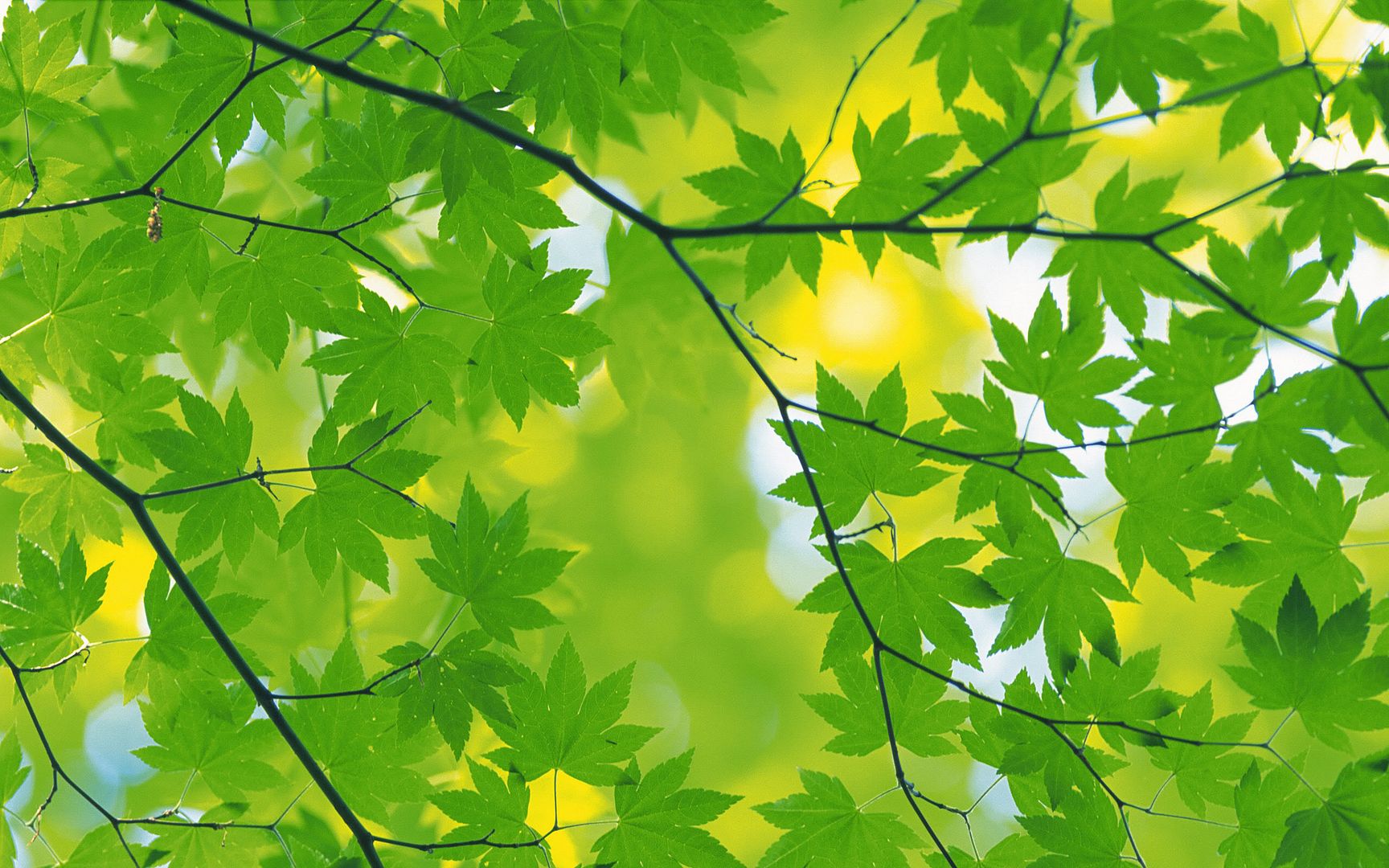 wallpapers-leaves-026.jpg