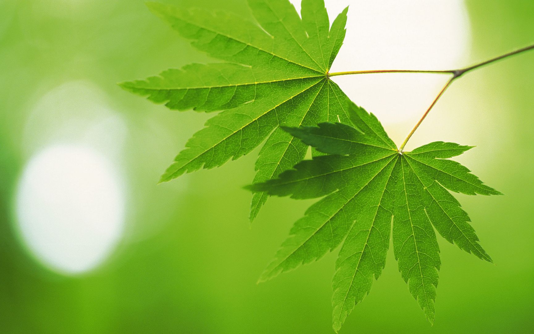 wallpapers-leaves-027.jpg