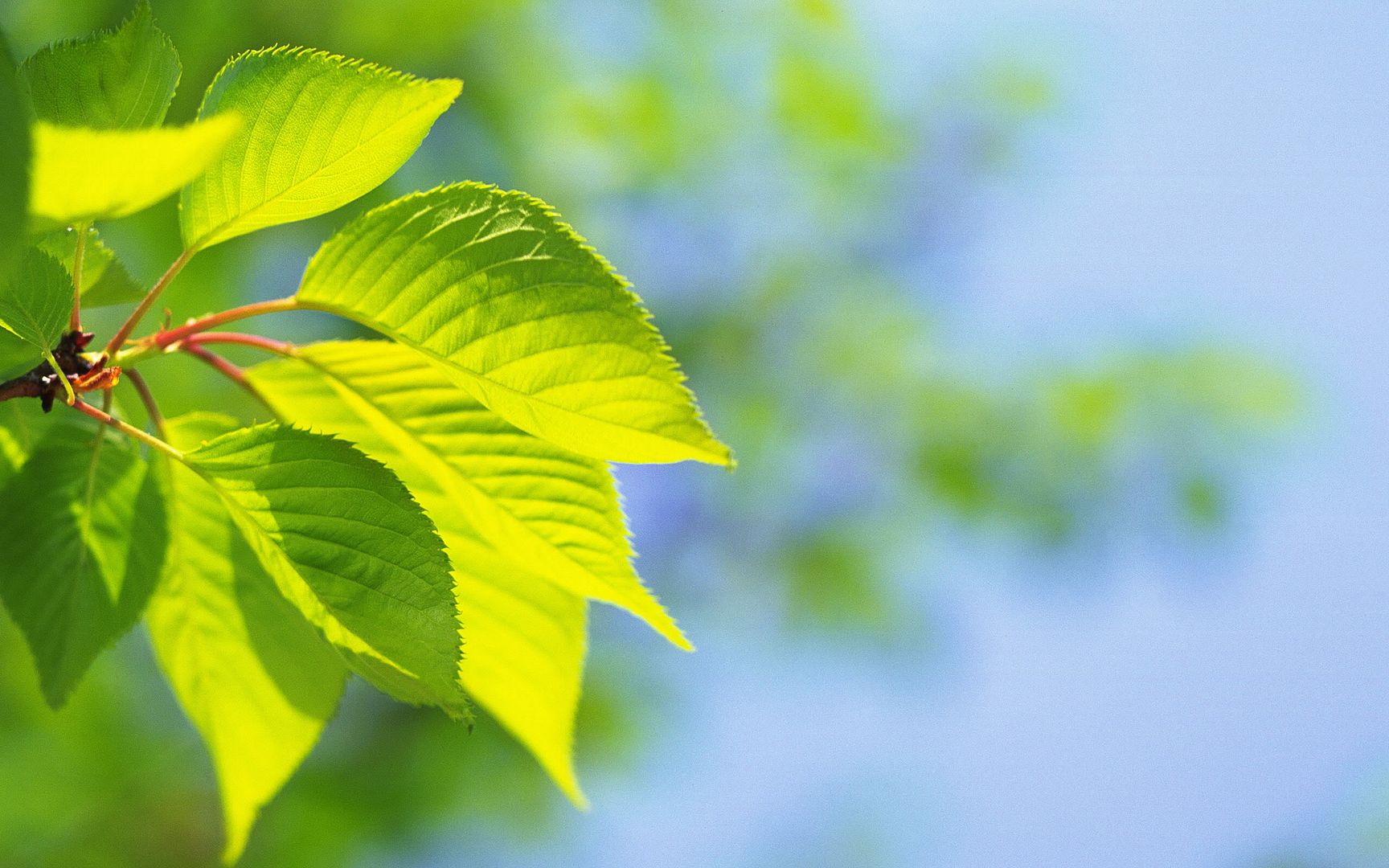 wallpapers-leaves-028.jpg