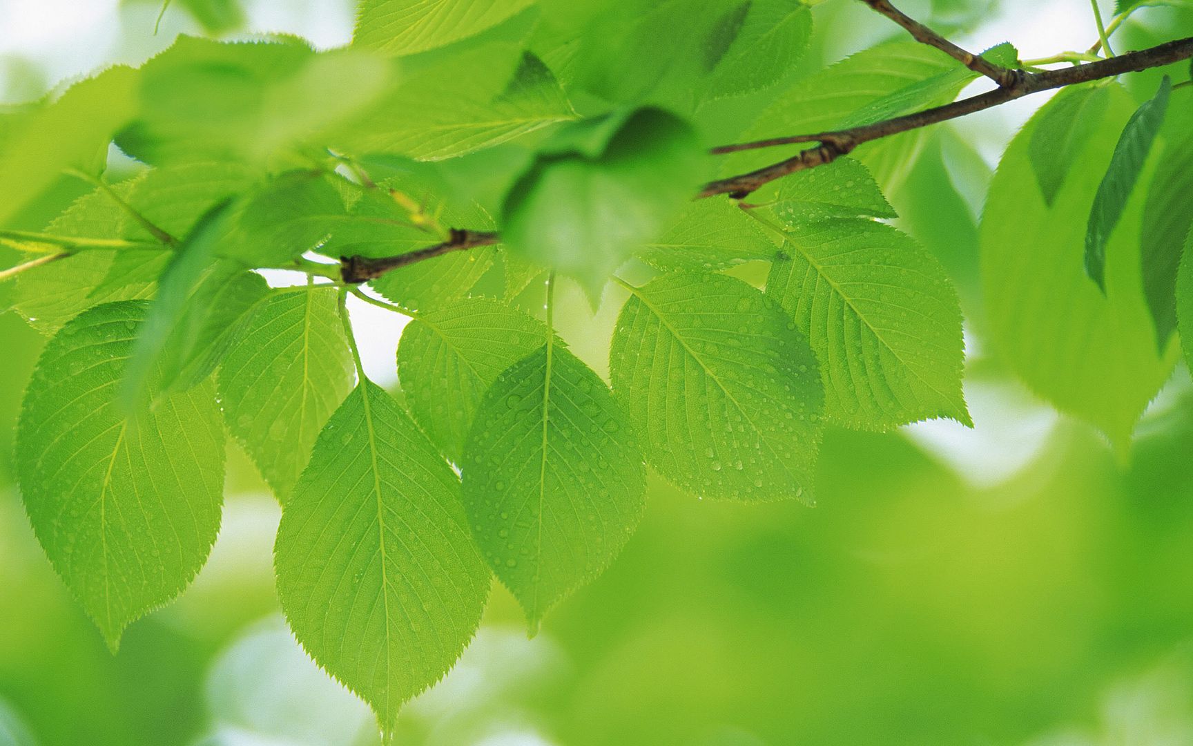 wallpapers-leaves-029.jpg