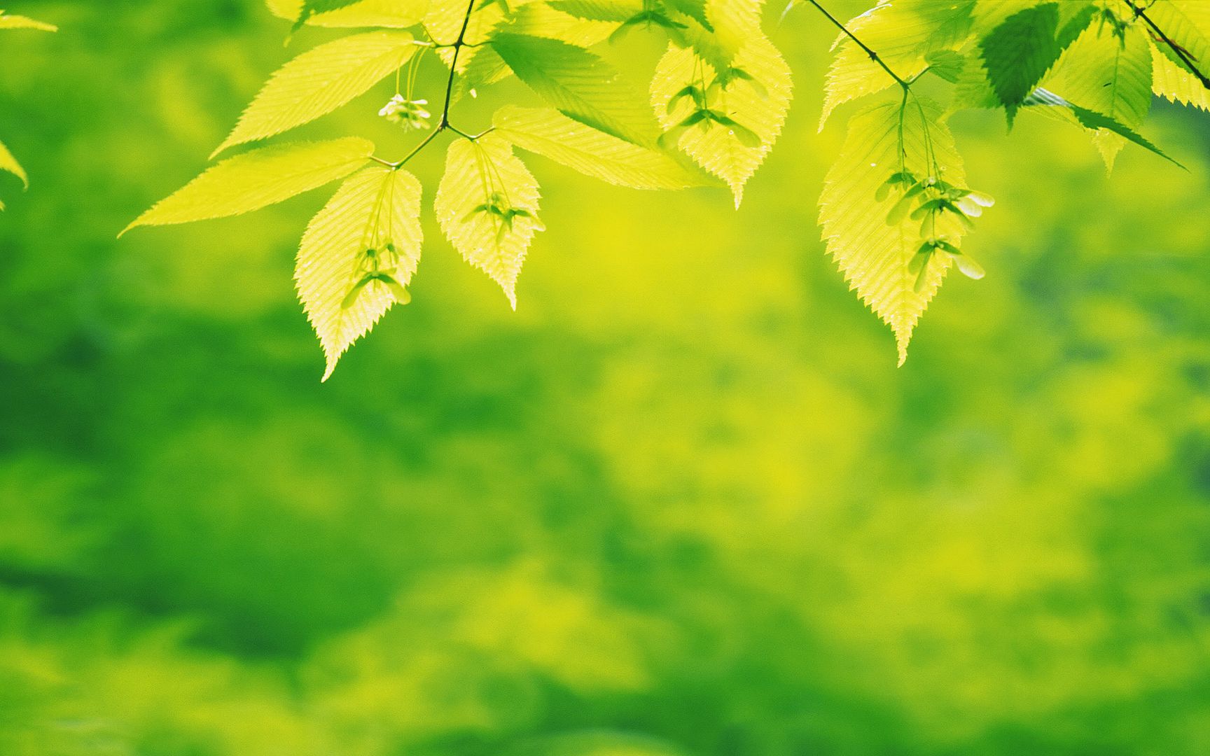 wallpapers-leaves-030.jpg
