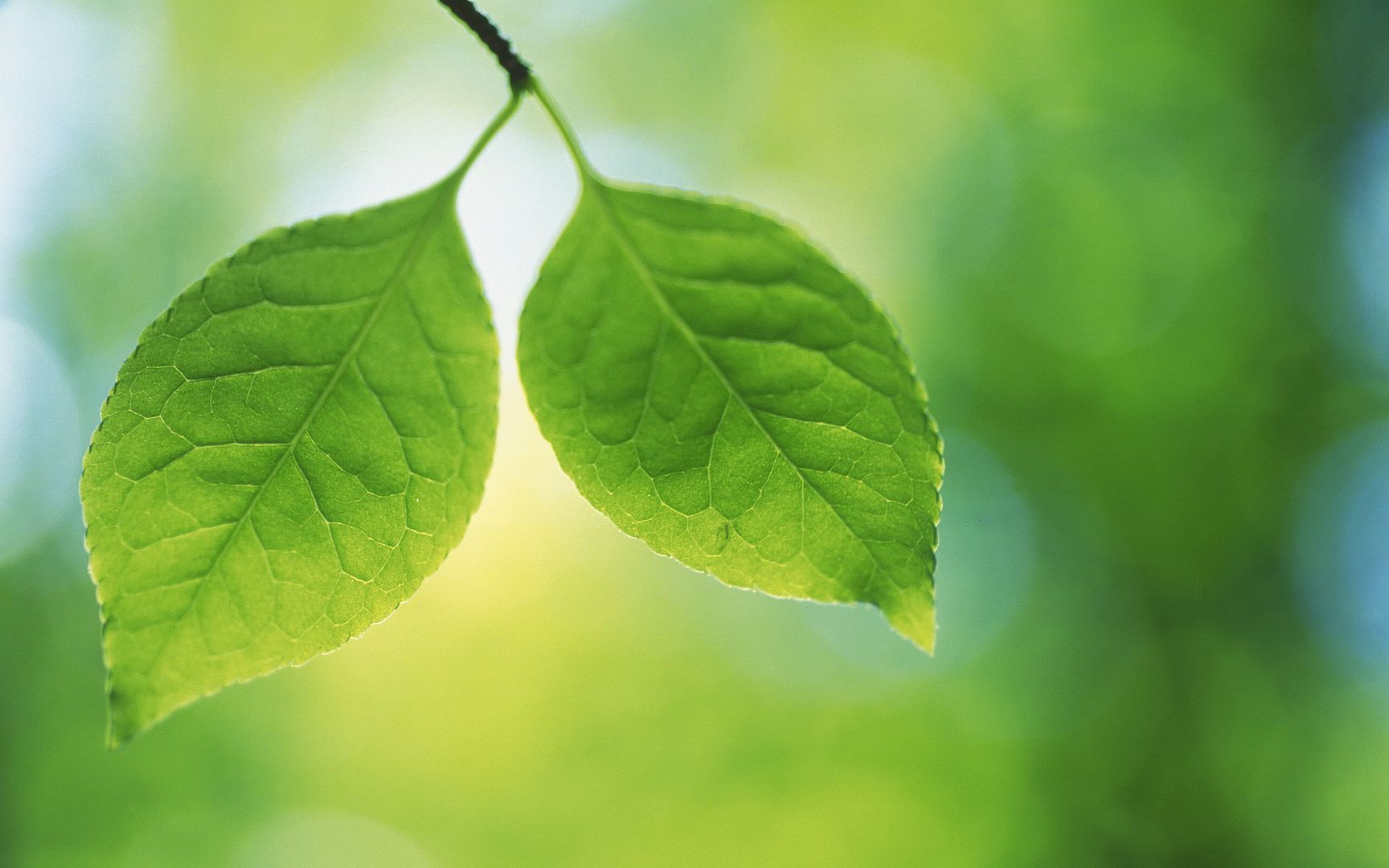wallpapers-leaves-031.jpg