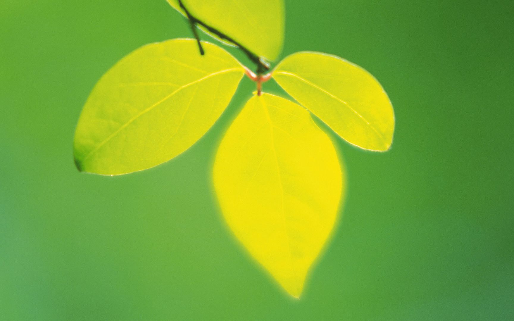 wallpapers-leaves-032.jpg