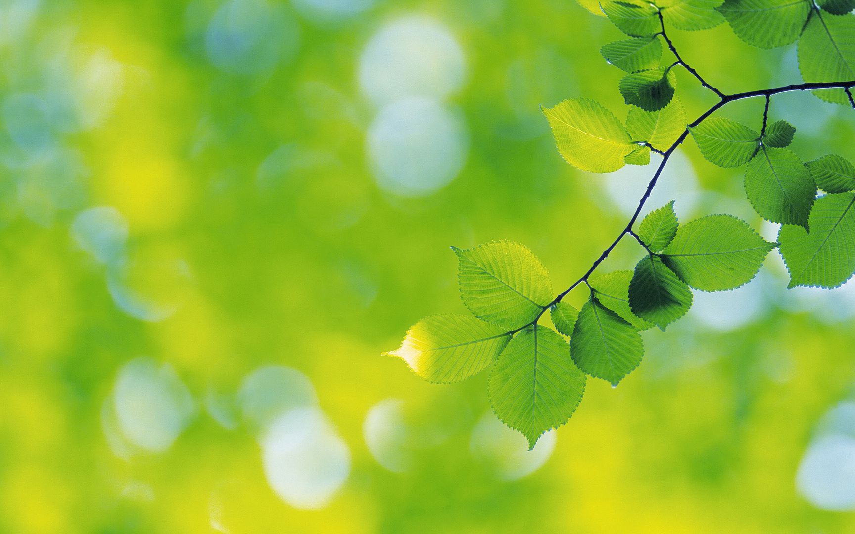 wallpapers-leaves-033.jpg