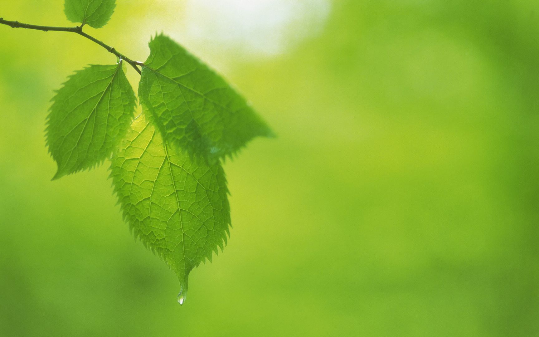wallpapers-leaves-034.jpg