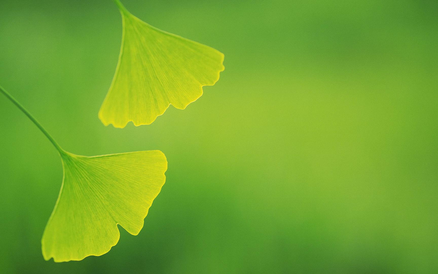 wallpapers-leaves-035.jpg