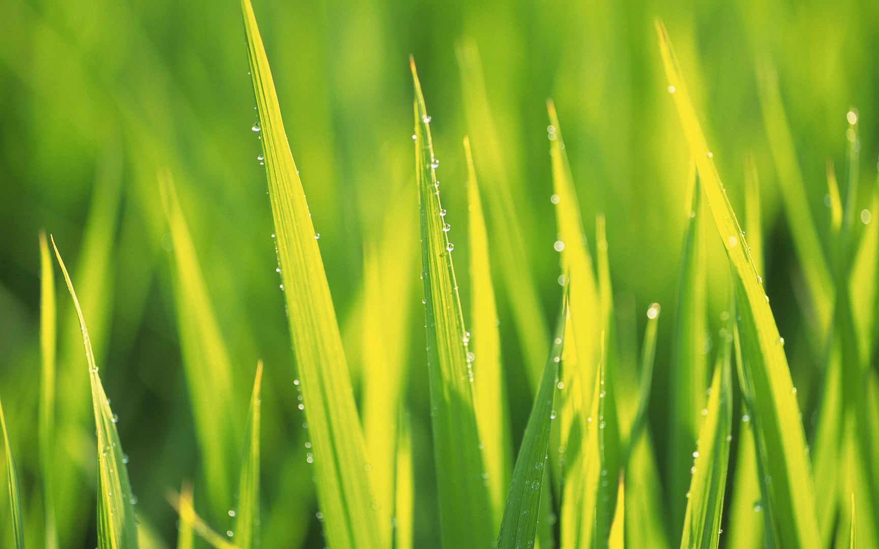 wallpapers-leaves-036.jpg