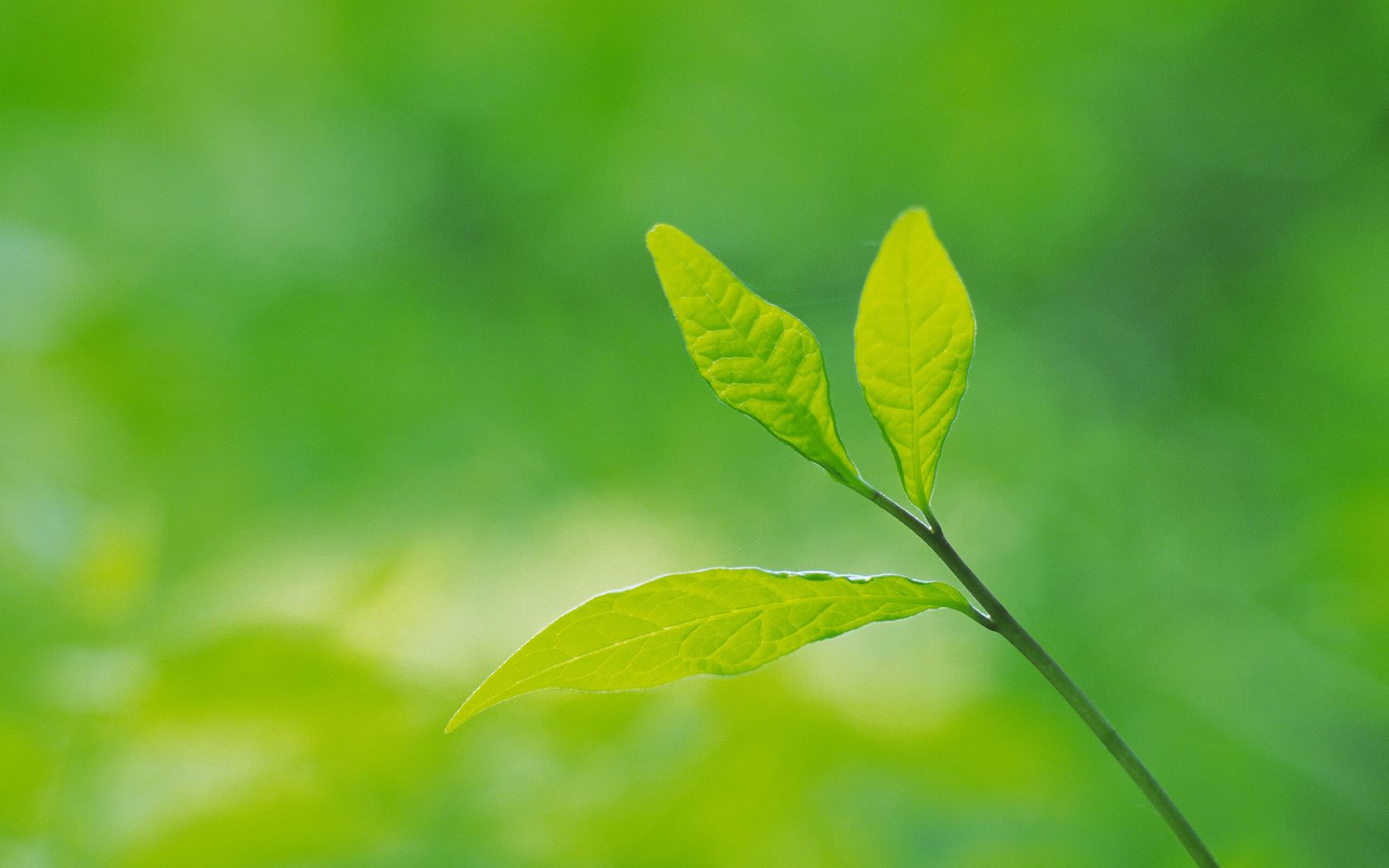 wallpapers-leaves-037.jpg