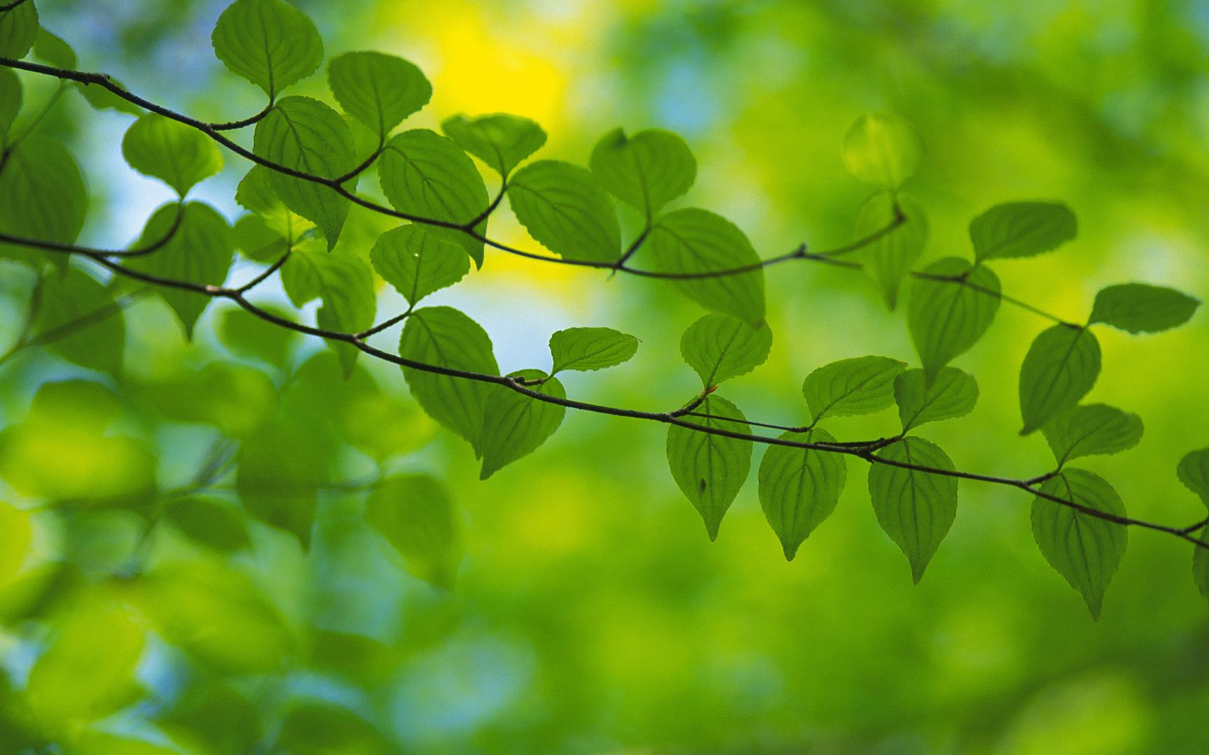 wallpapers-leaves-038.jpg