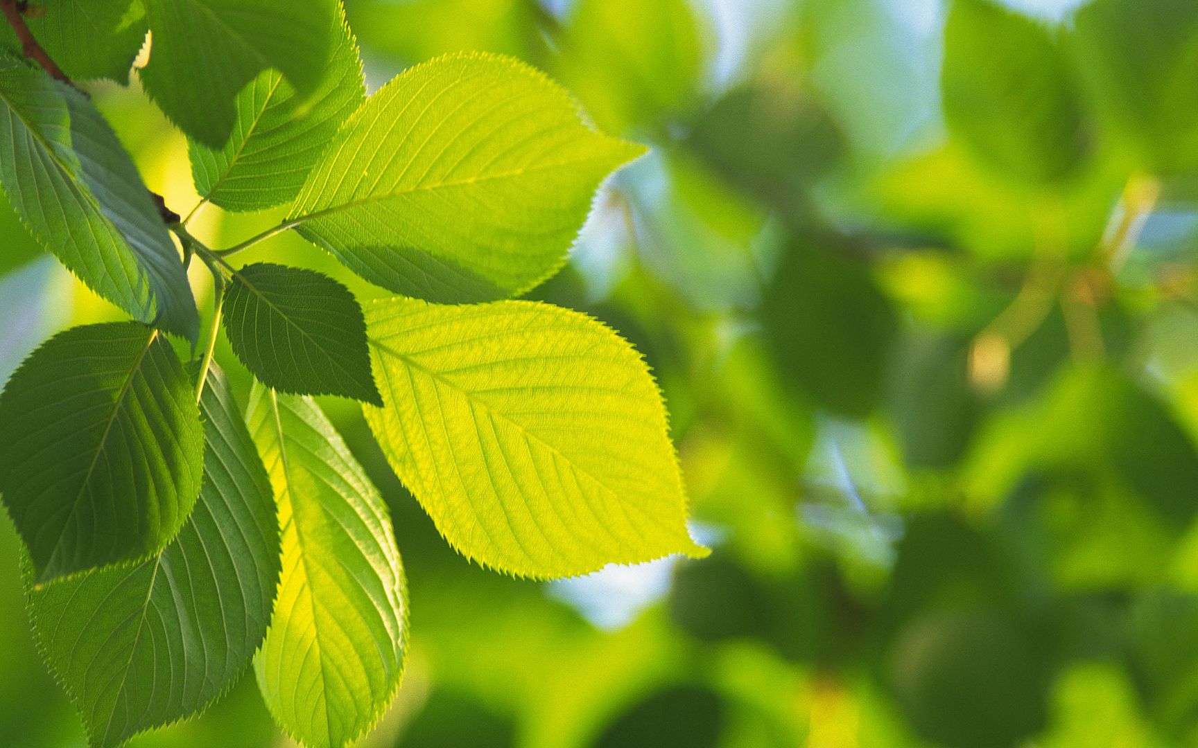 wallpapers-leaves-039.jpg
