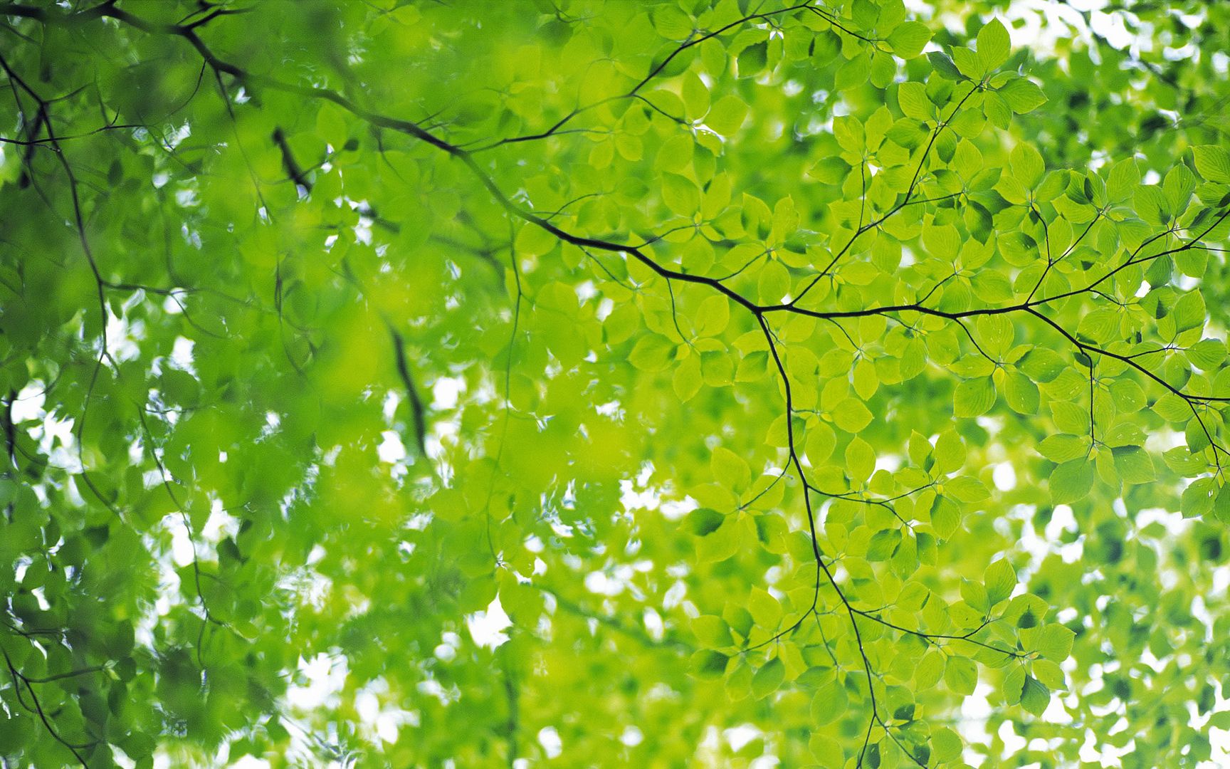 wallpapers-leaves-040.jpg