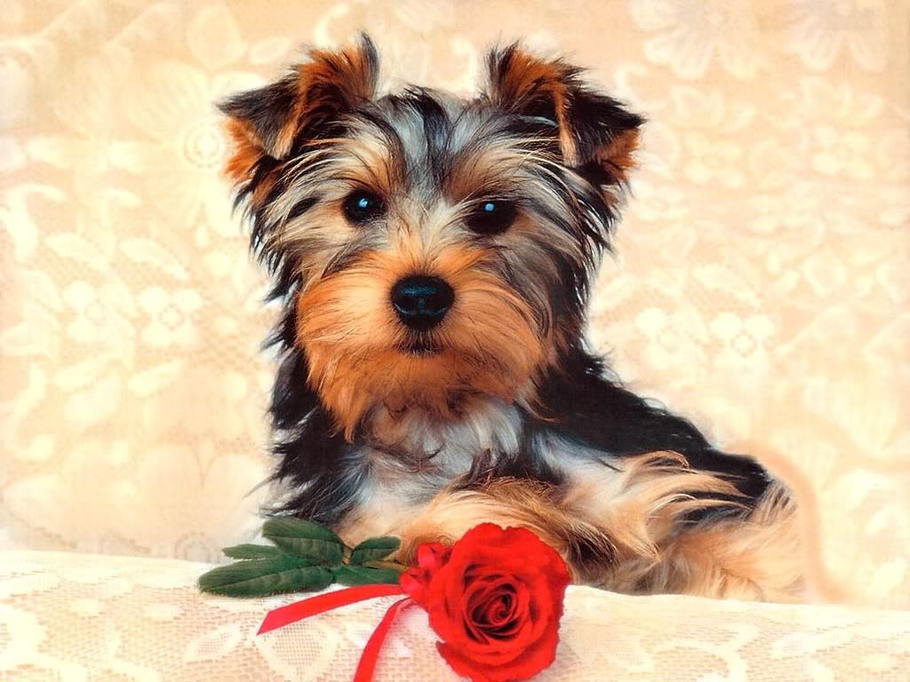 ws_Cute_Dog_1024x768.jpg