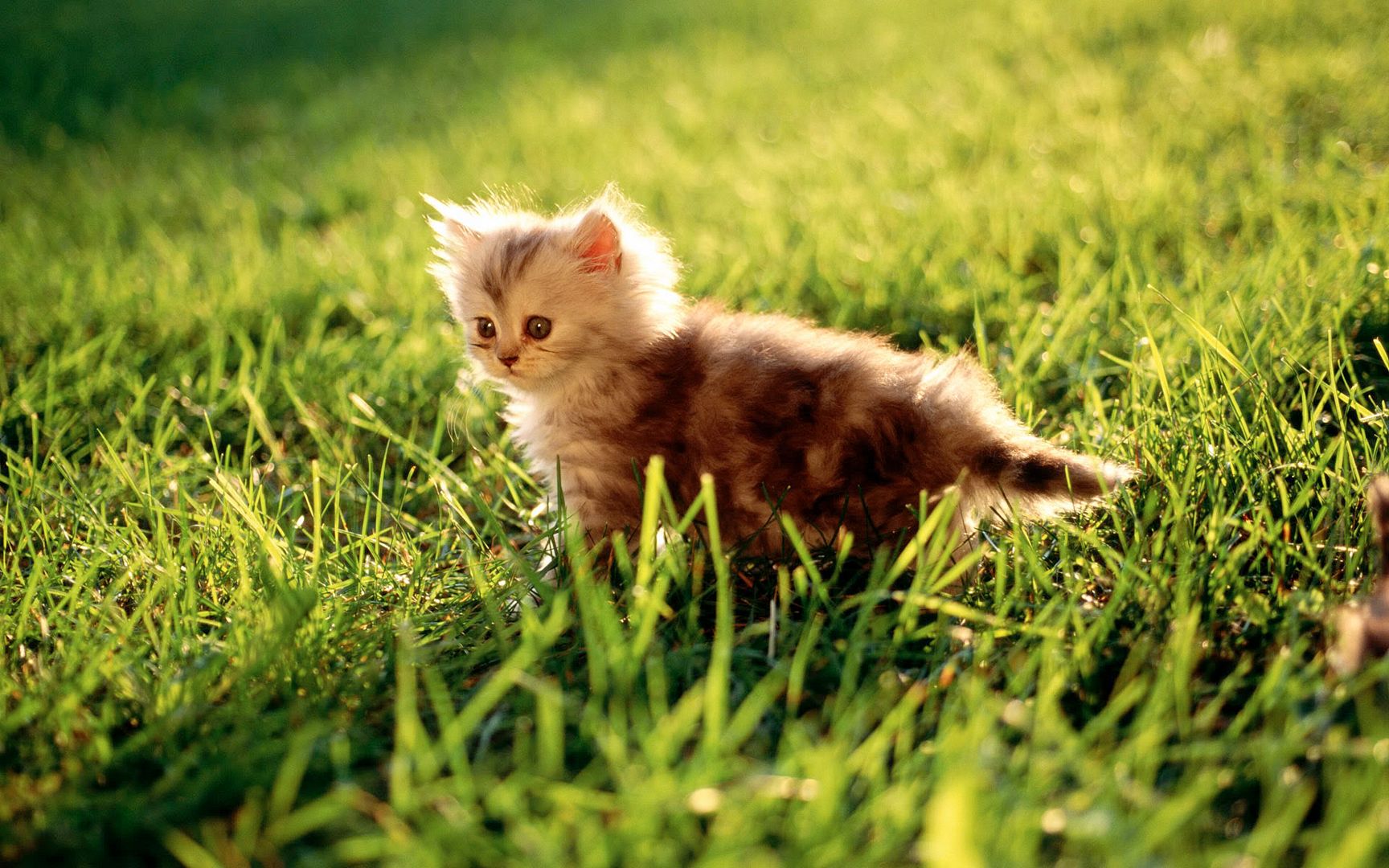 ws_Pussy_Cat_1920x1200.jpg