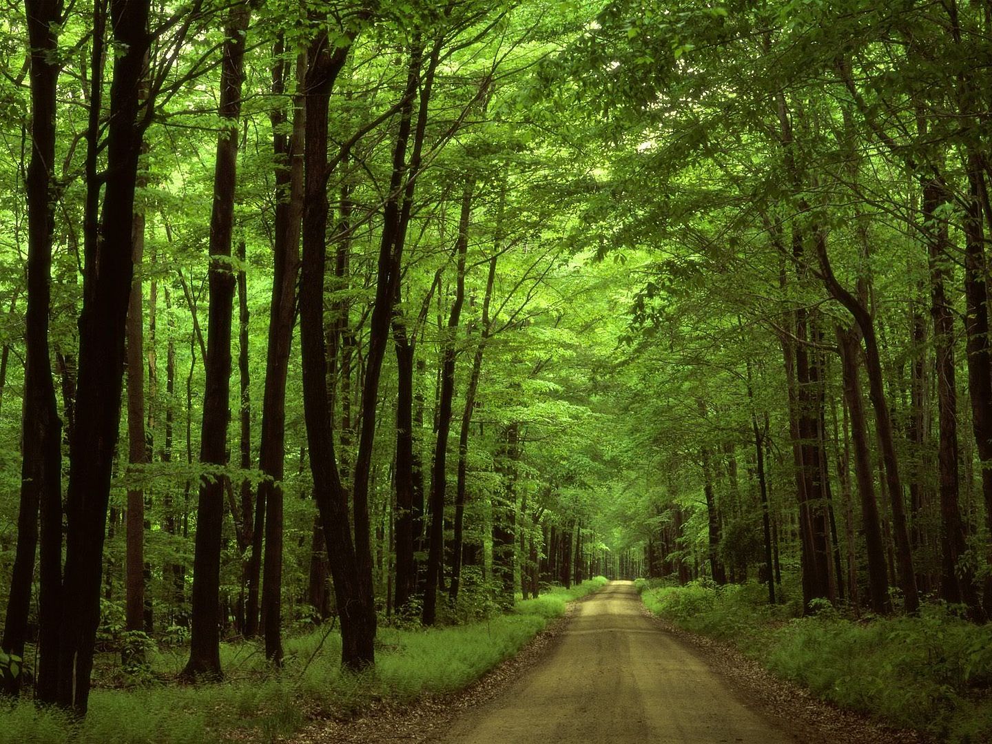 AlleghenyNationalForestPennsylvania.jpg