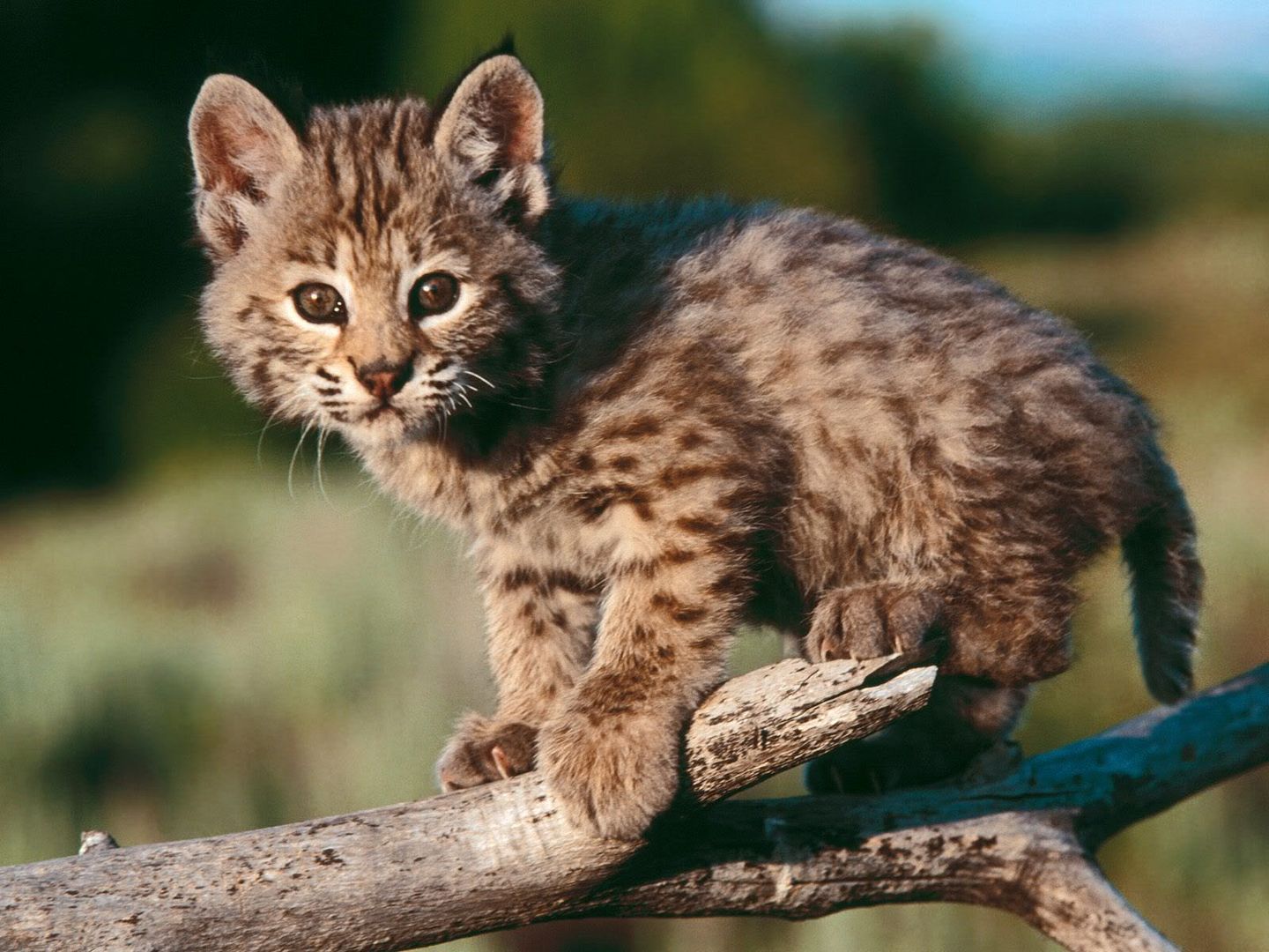 BabyBobcat.jpg