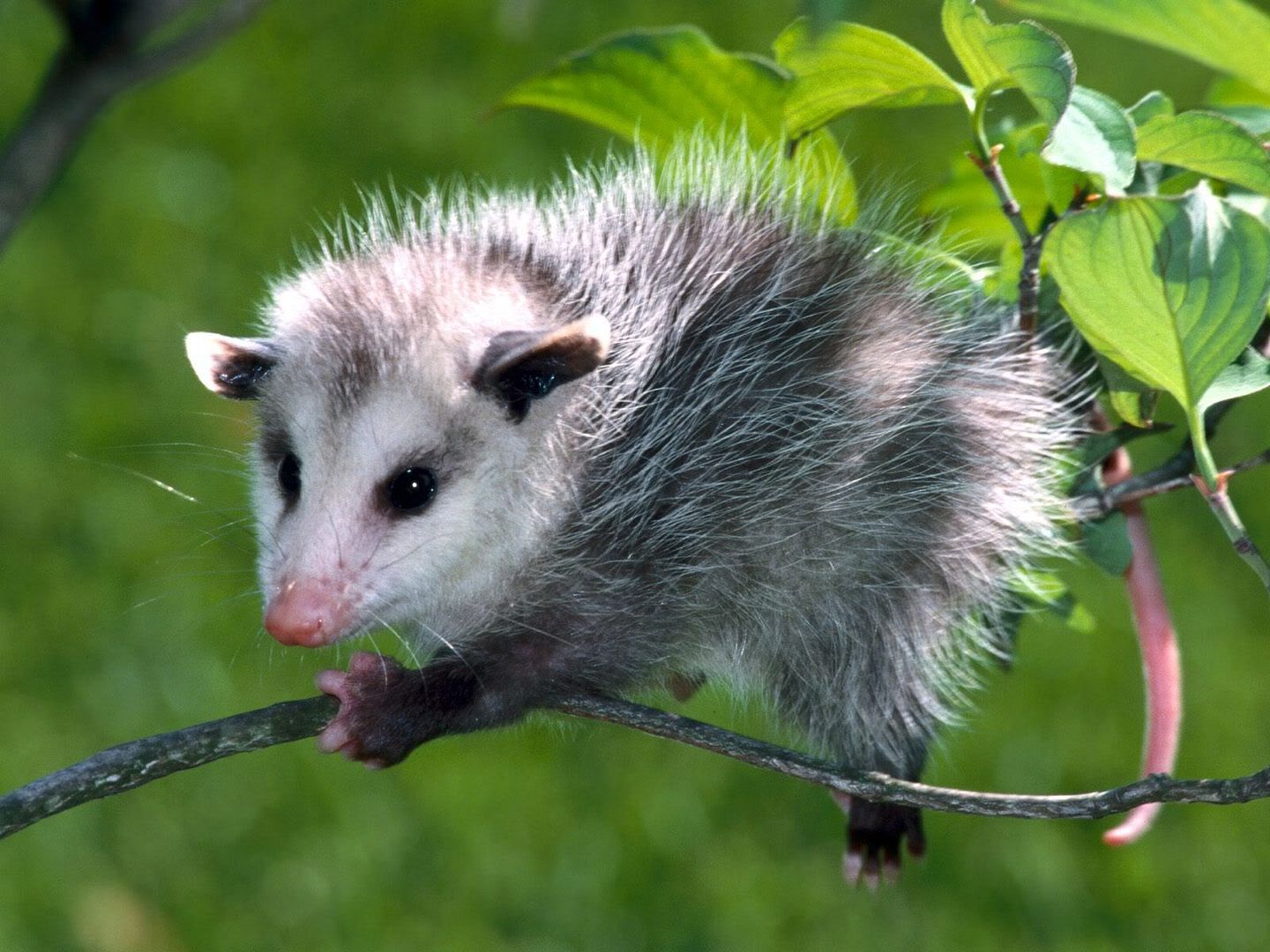 BabyVirginiaOpossum.jpg