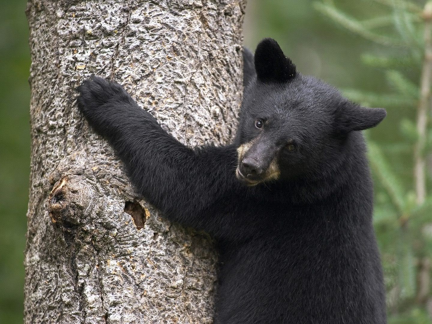 BlackBearCubOrrMinnesota.jpg