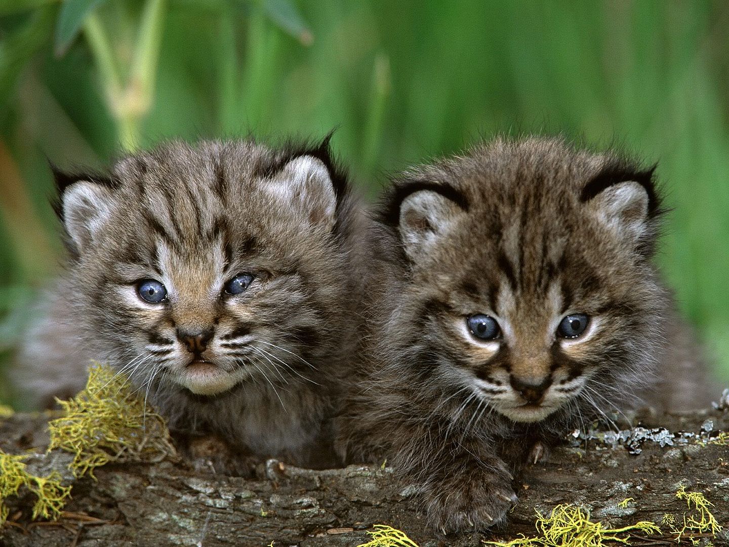 BobcatKittens.jpg