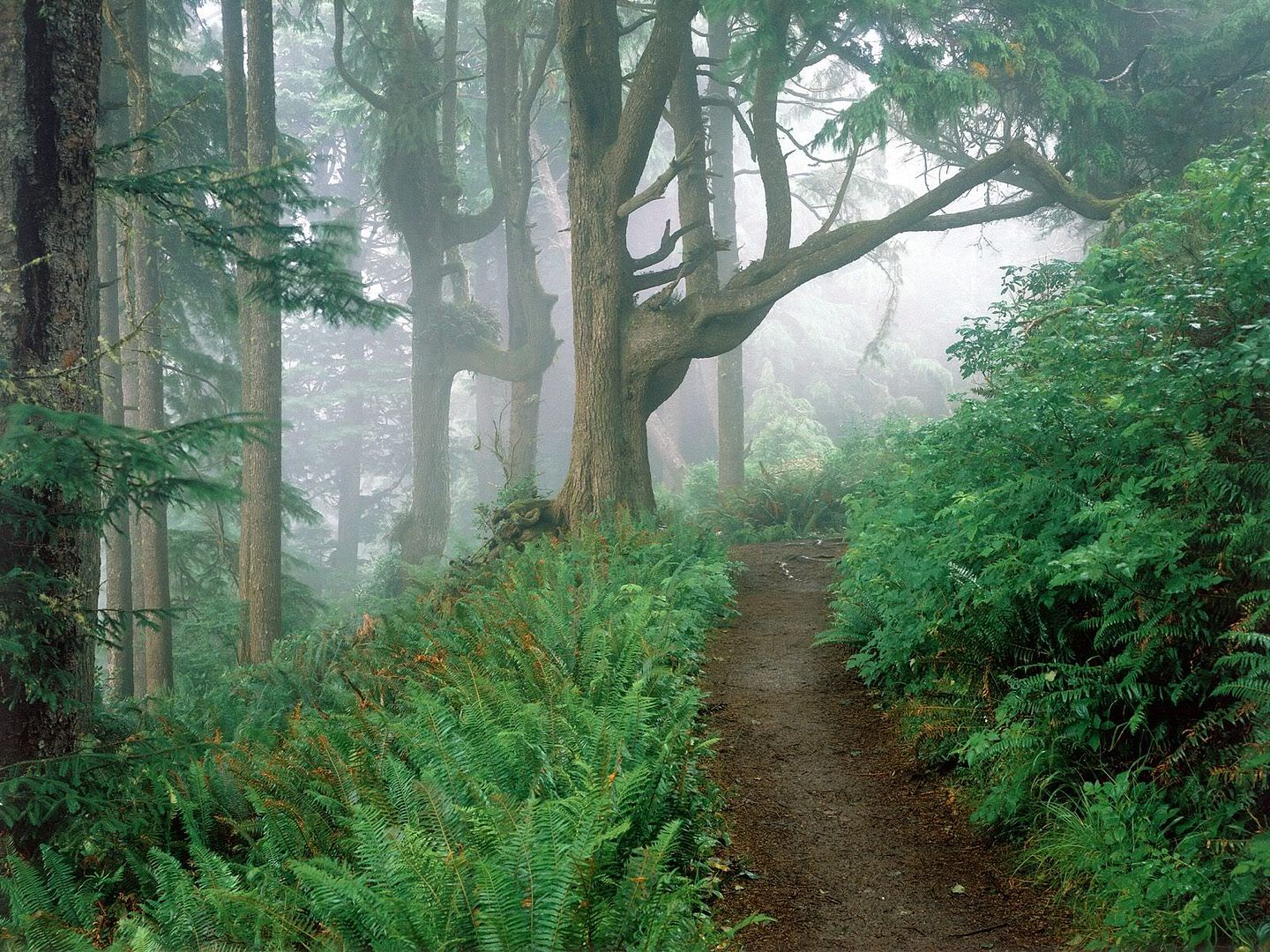 CapeLookoutStateParkOregon-1600x120.jpg