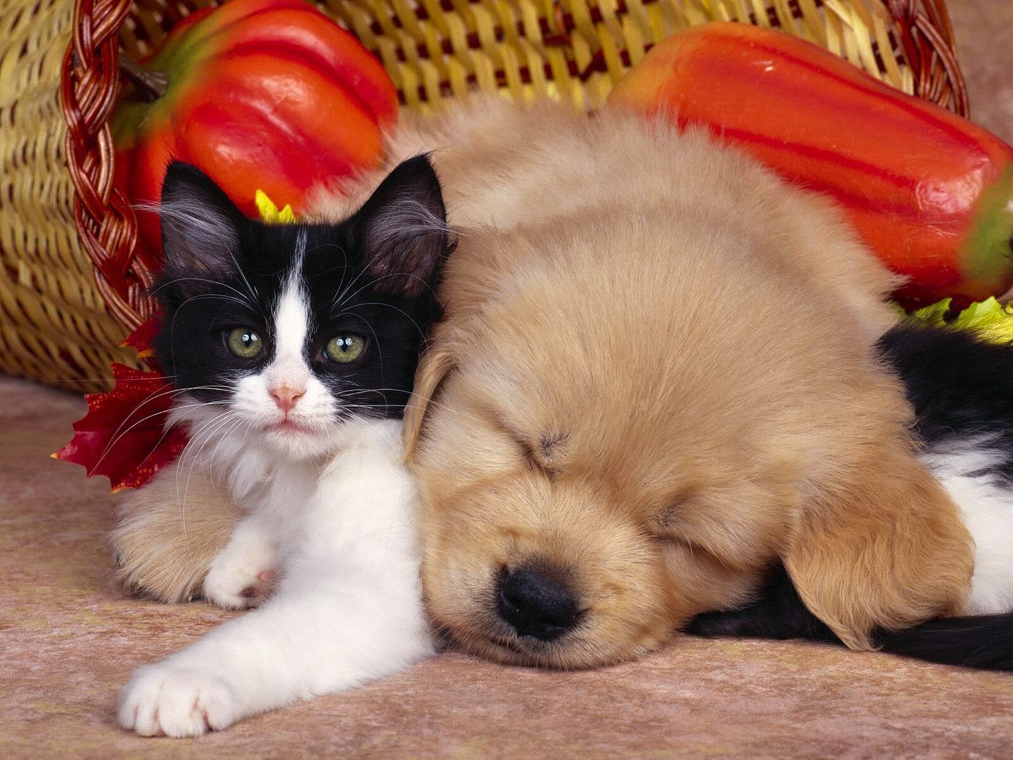 CatNap.jpg