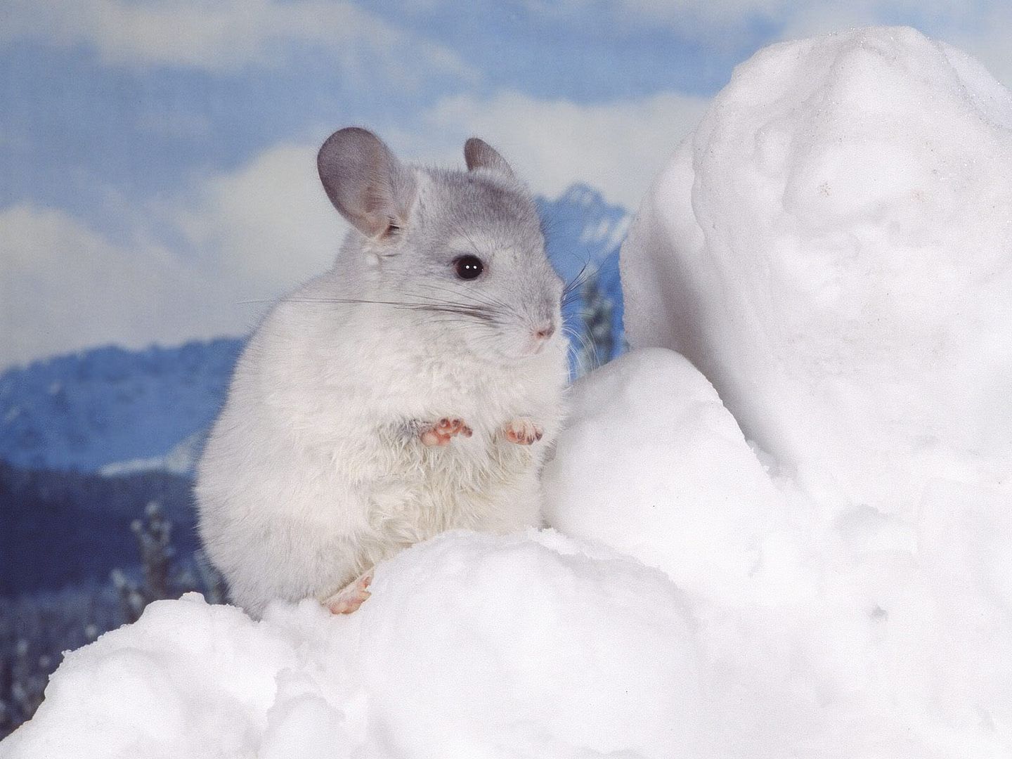 Chinchilla.jpg