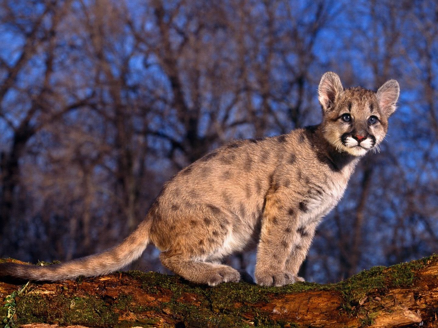 CougarBaby.jpg